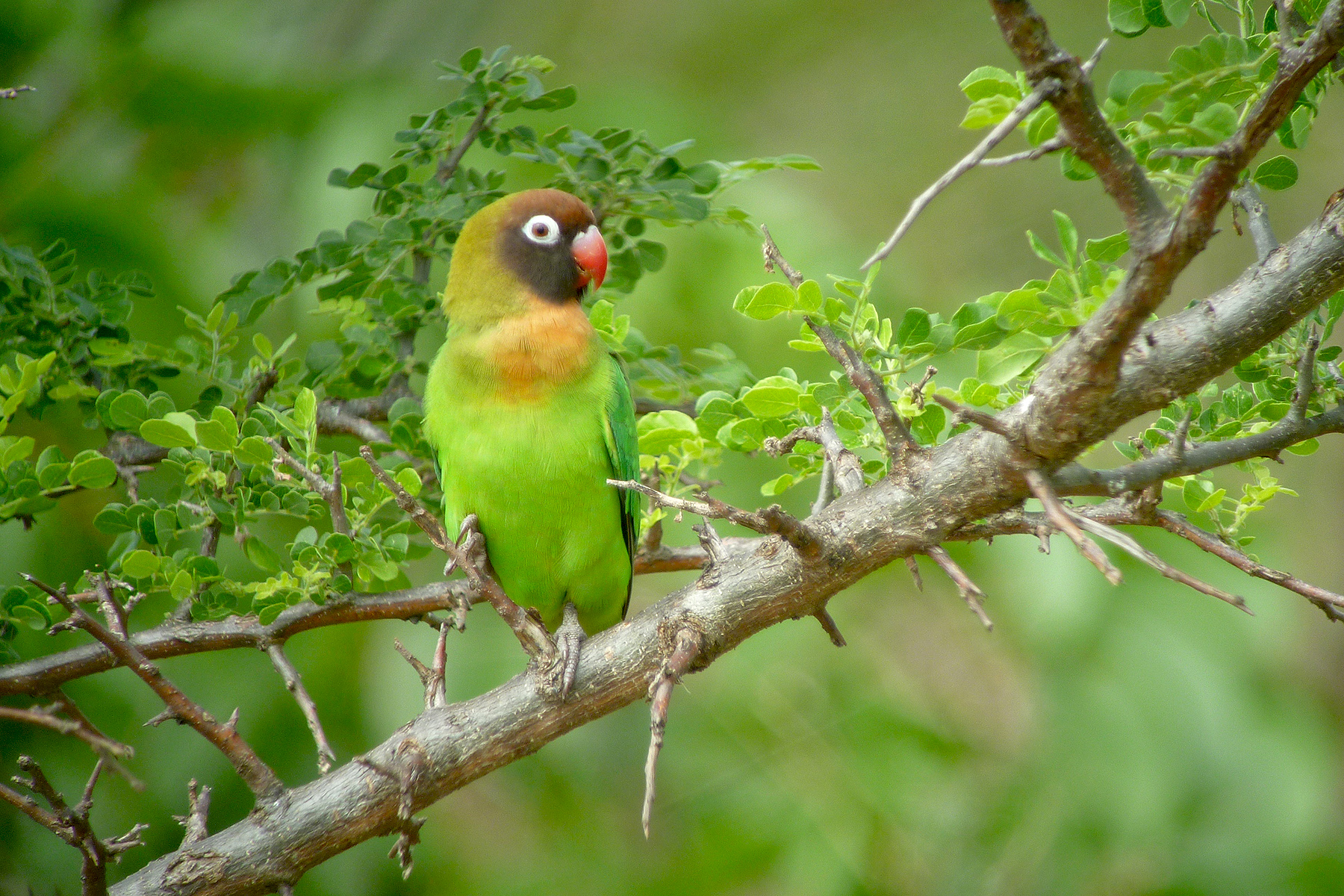 Black-cheeked Lovebird on our Zambia birding tour (image by Nik Borrow)