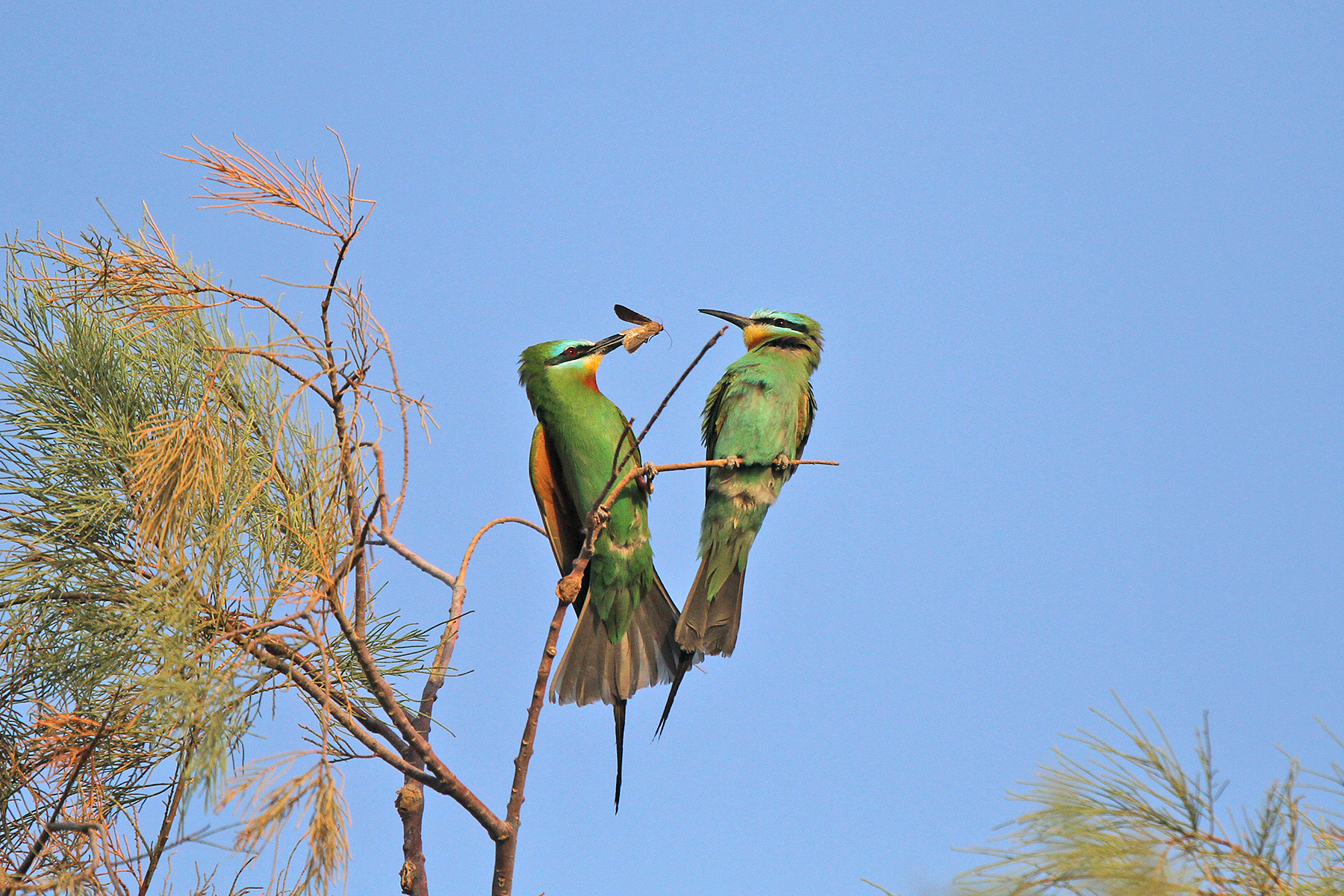 Blue-cheeked Bee-eaters on our Morocco birding tour (image by Chris Kehoe)