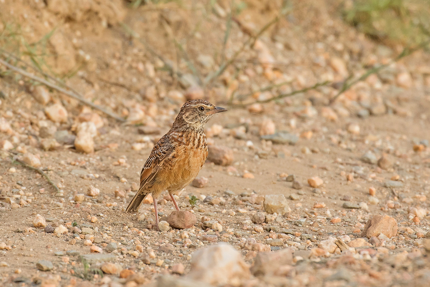 Cape Clapper Lark in South Africa (image by Pete Morris)