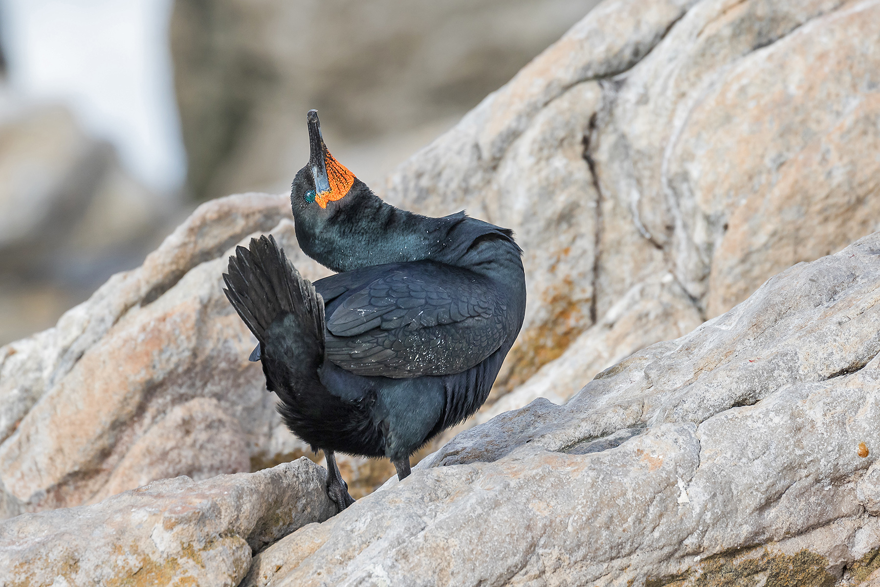 Cape Cormorant in South Africa (image by Pete Morris)