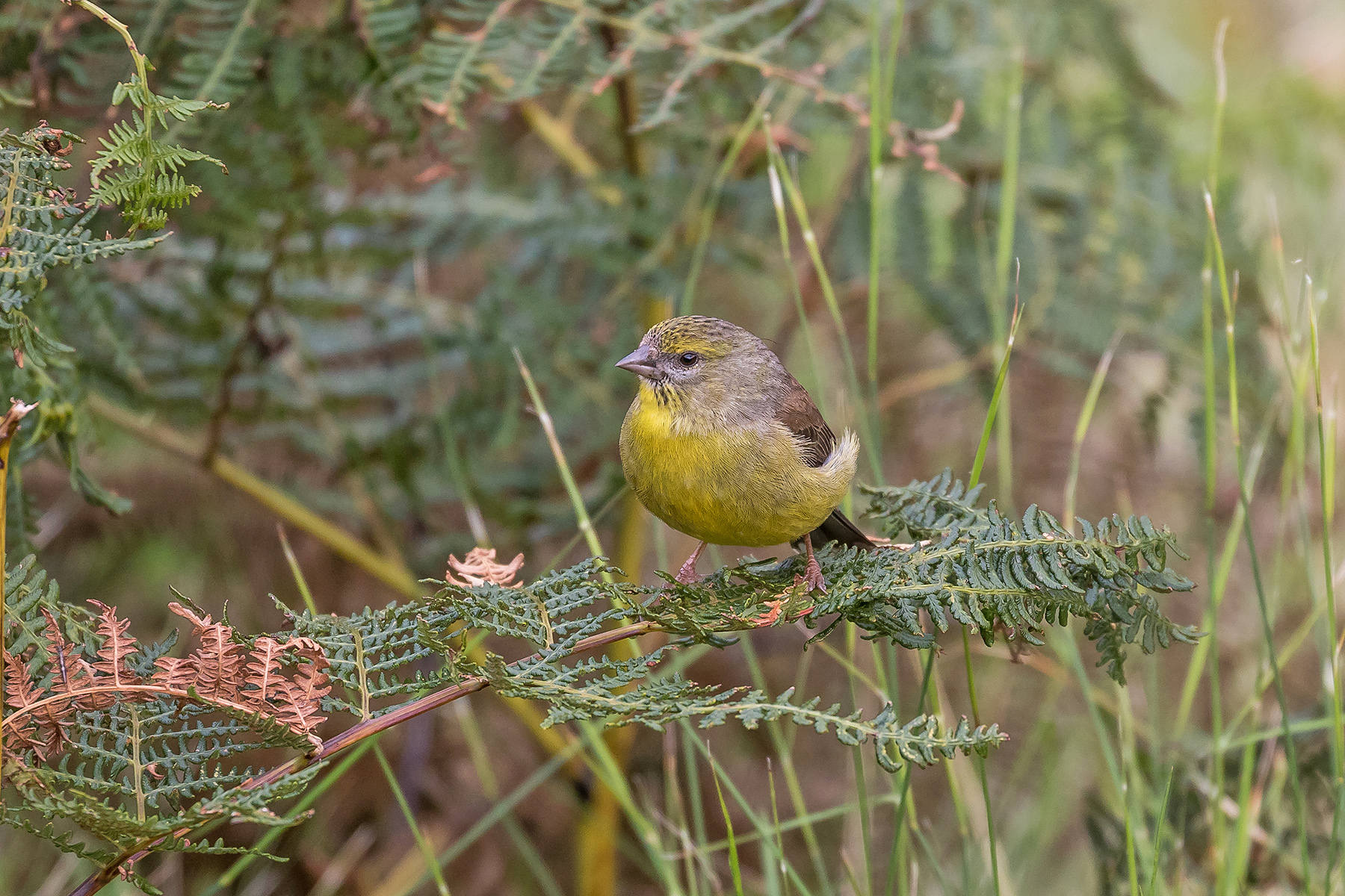Cape Siskin (image by Pete Morris)