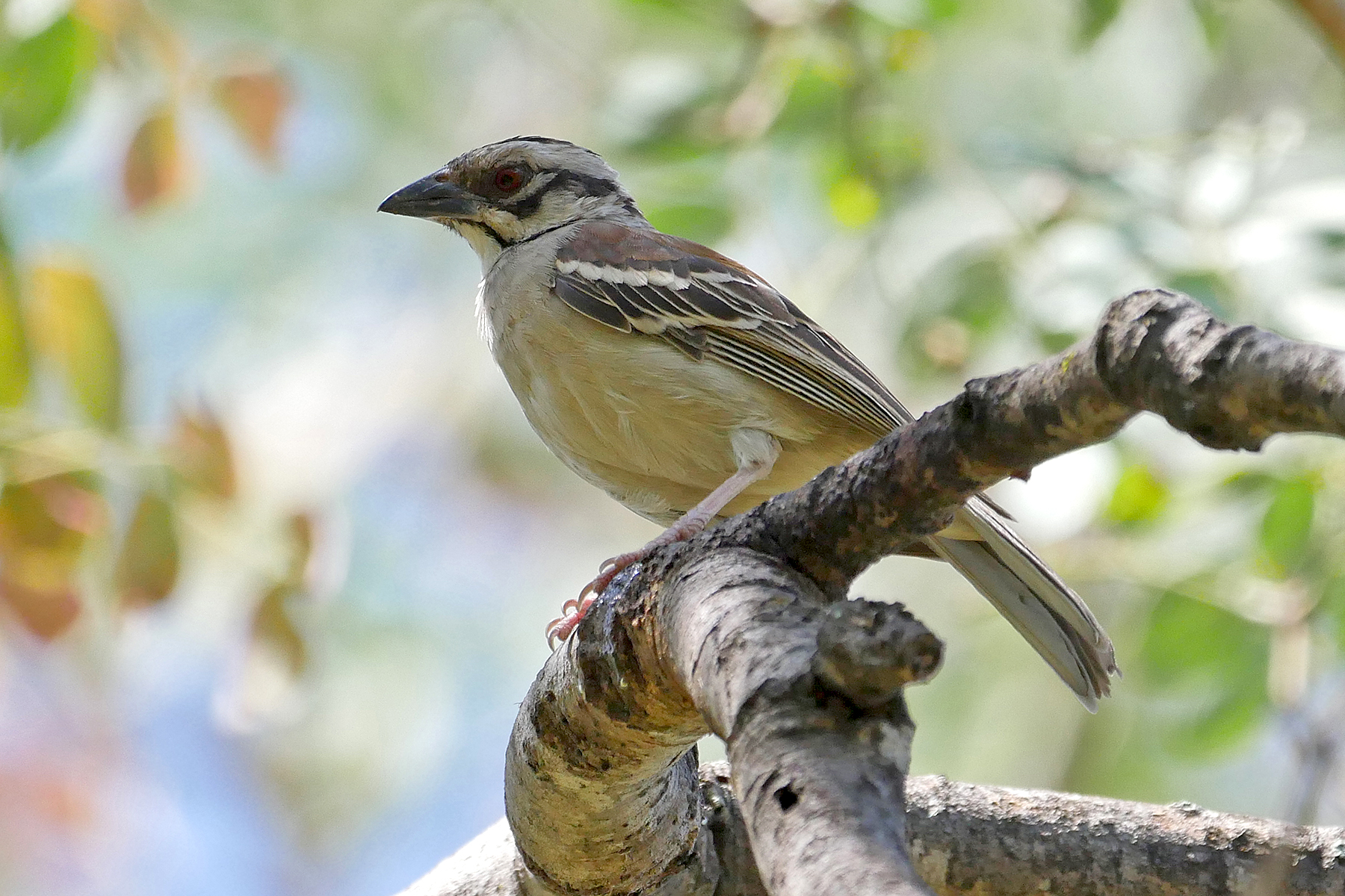 Chestnut-backed Sparrow-Weaver (image by Nik Borrow)