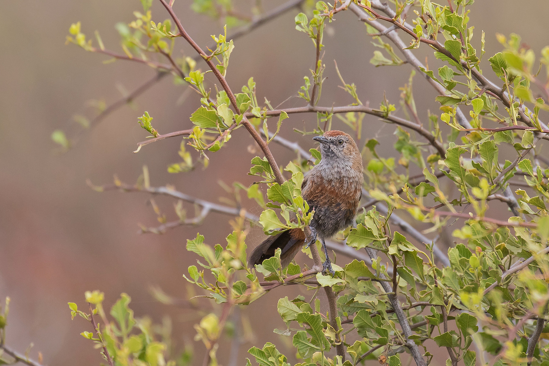 Cinnamon-breasted Warbler (image by Pete Morris)