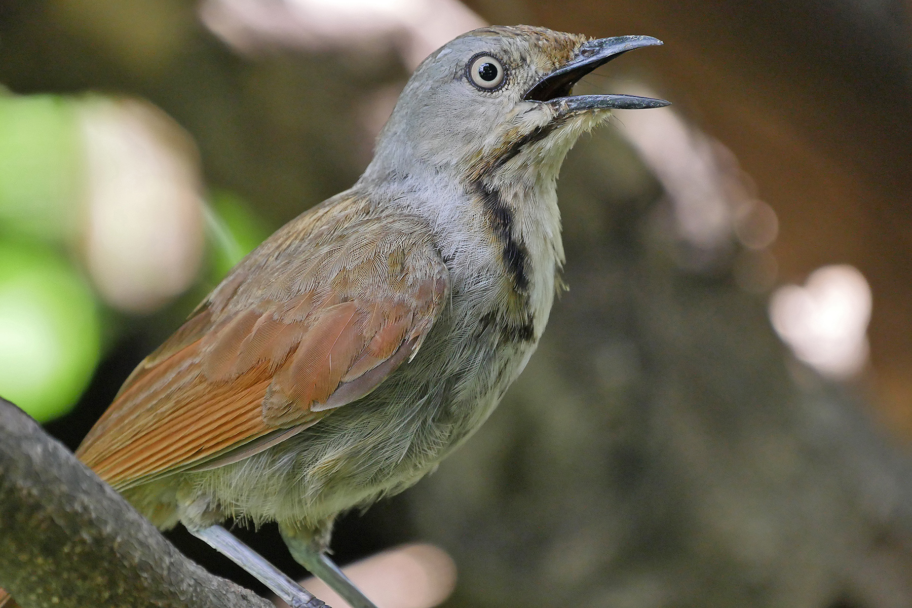 Collared Palm Thrush (image by Nik Borrow)