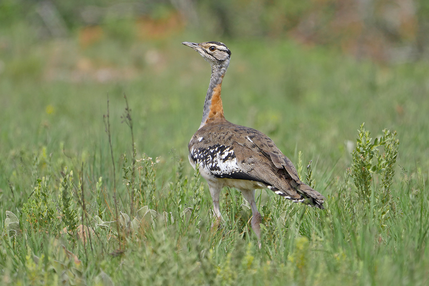 Denham's Bustard in Malawi (image by Nik Borrow)