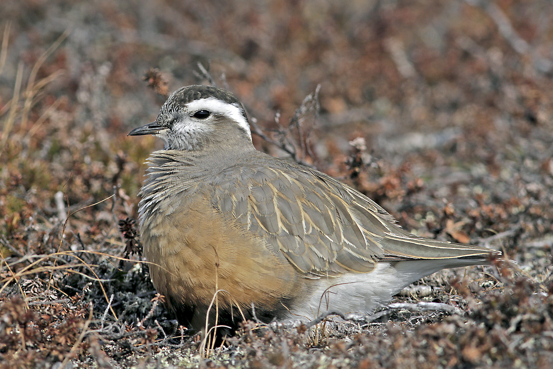 Eurasian Dotterel in Finland (image by Hannu Jännes)