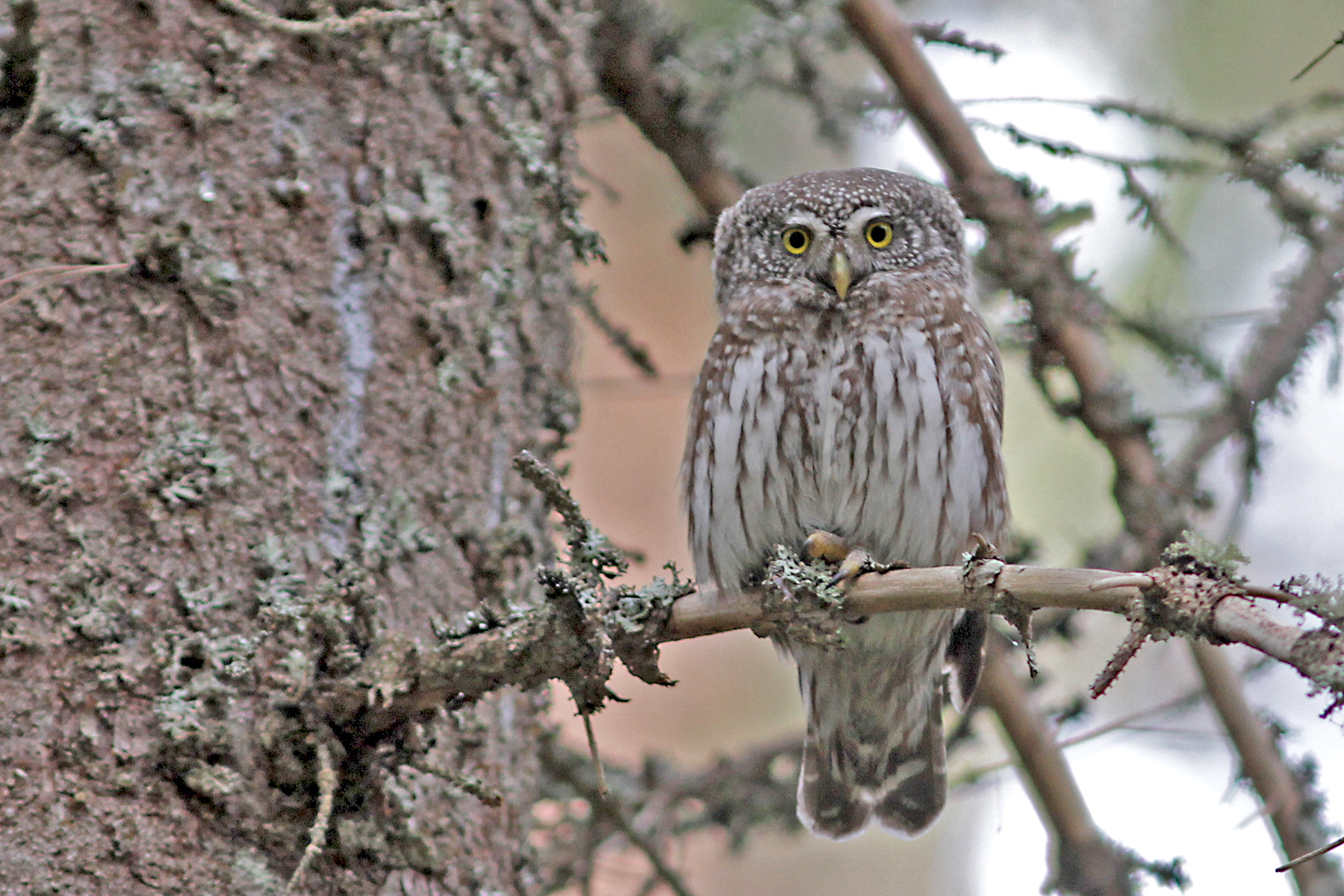 Eurasian Pygmy Owl in Finland (image by Hannu Jännes)