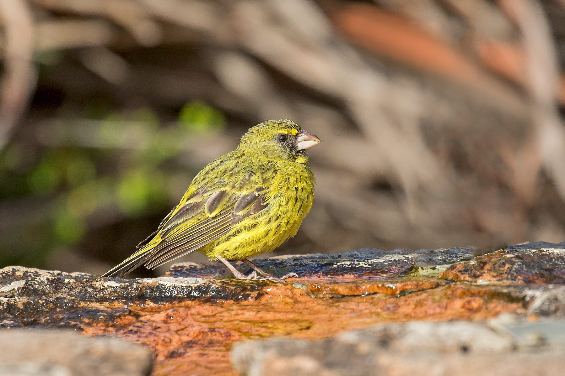 Forest Canary (image by Pete Morris)