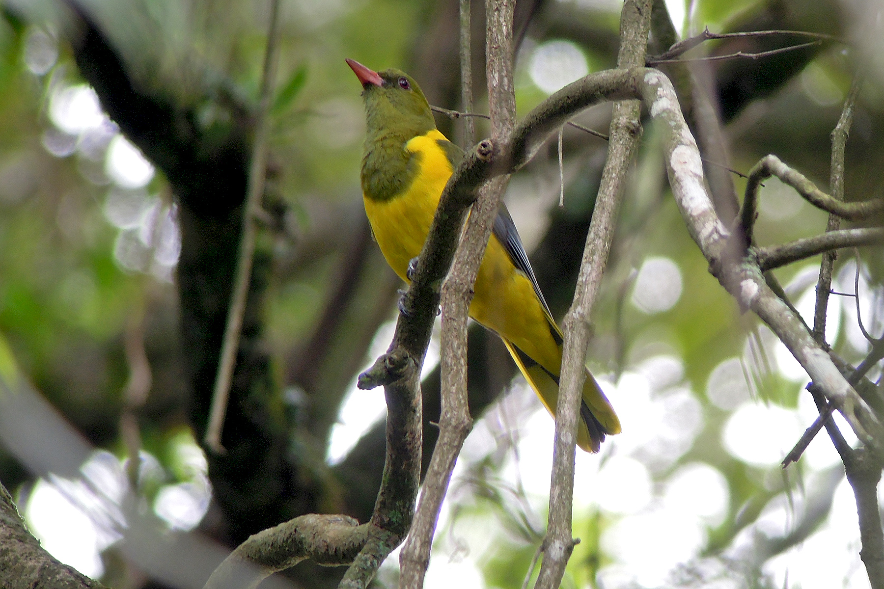 Green-headed Oriole in Malawi (image by Nik Borrow)