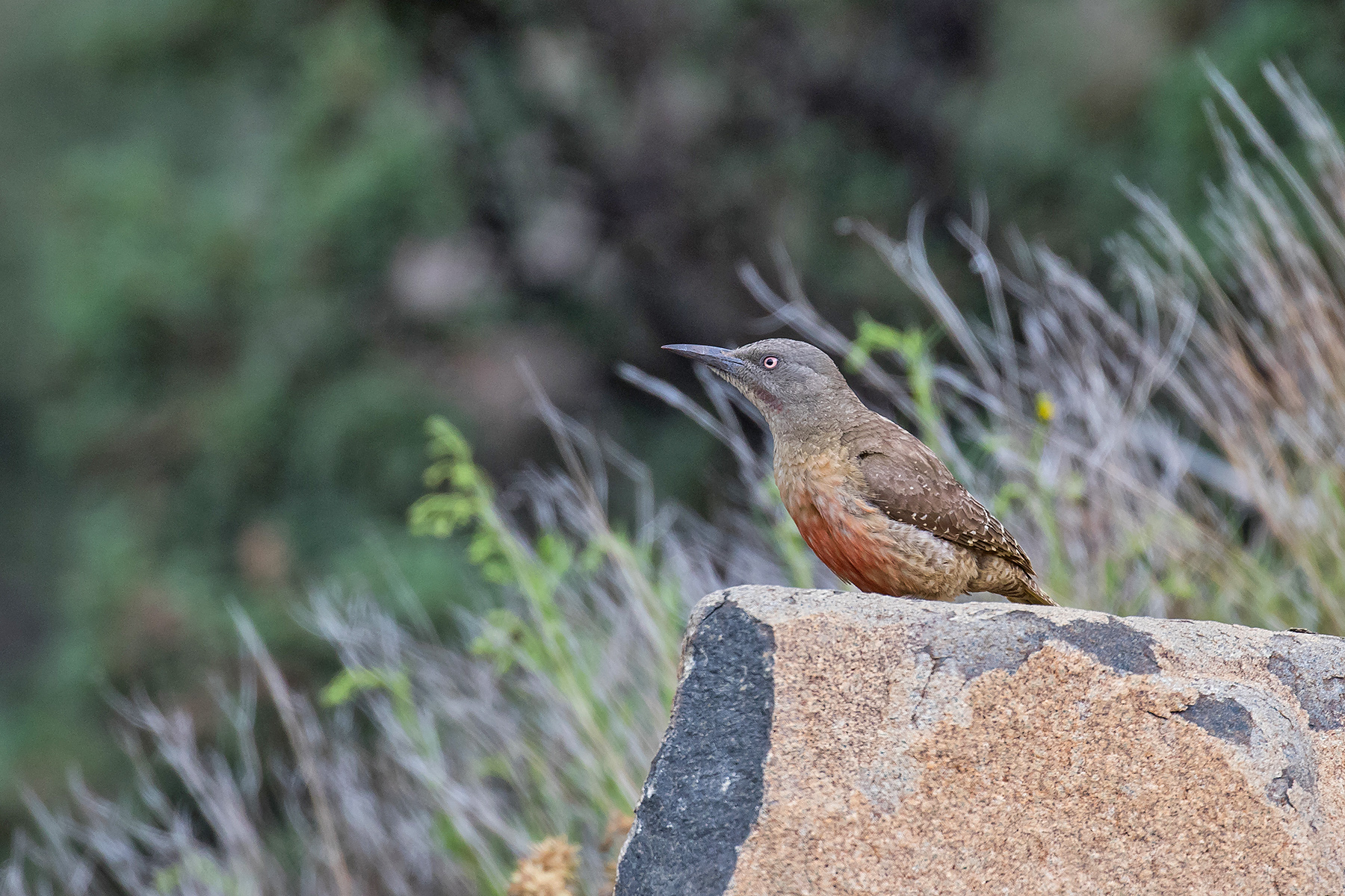 Ground Woodpecker (image by Pete Morris)