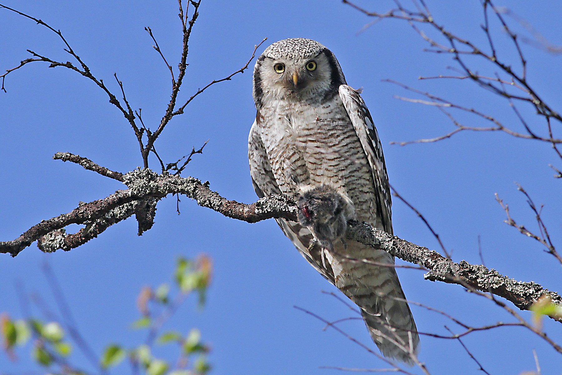 Northern Hawk-Owl in Finland (image by Hannu Jännes)
