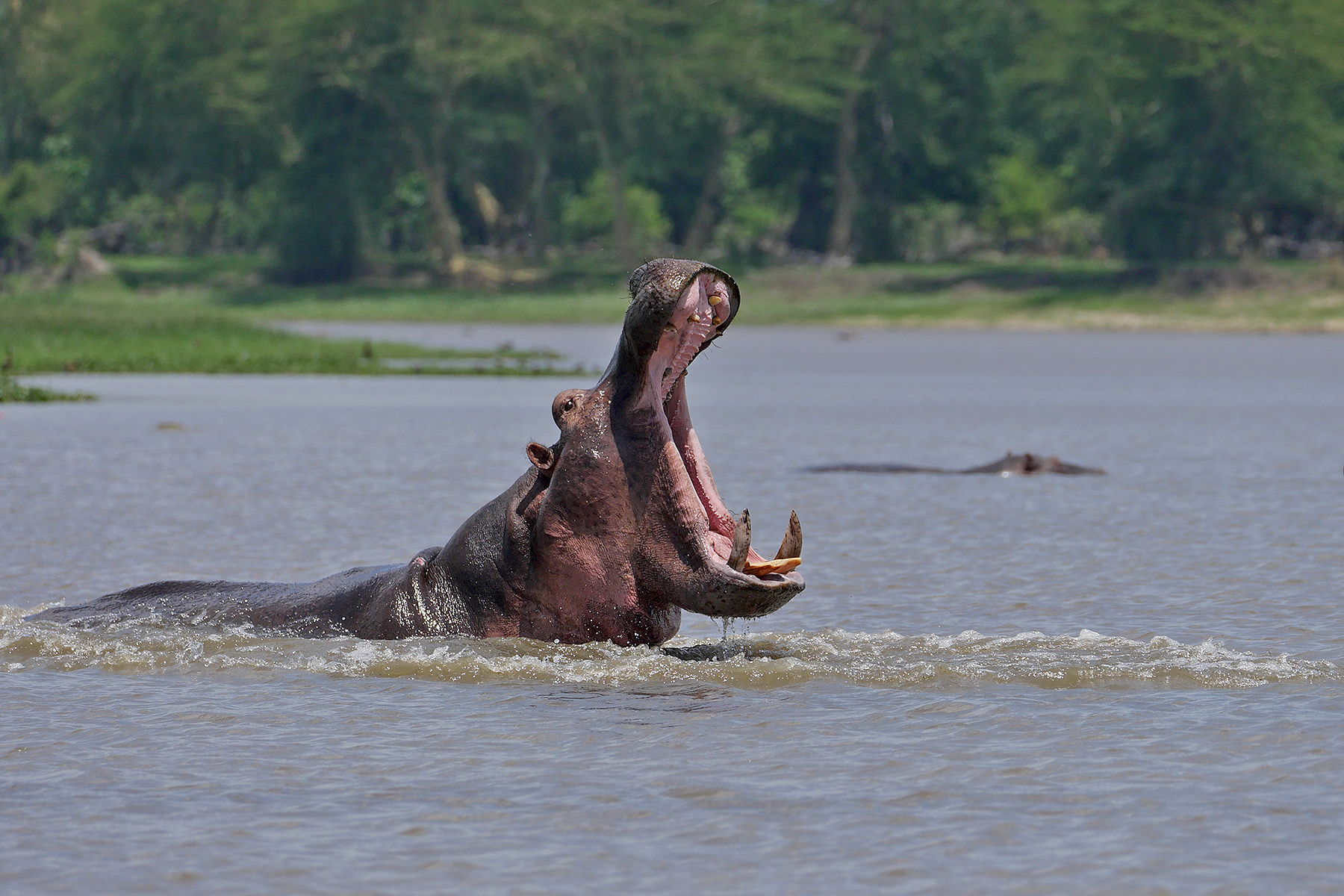 Hippopotamus (image by Nik Borrow)