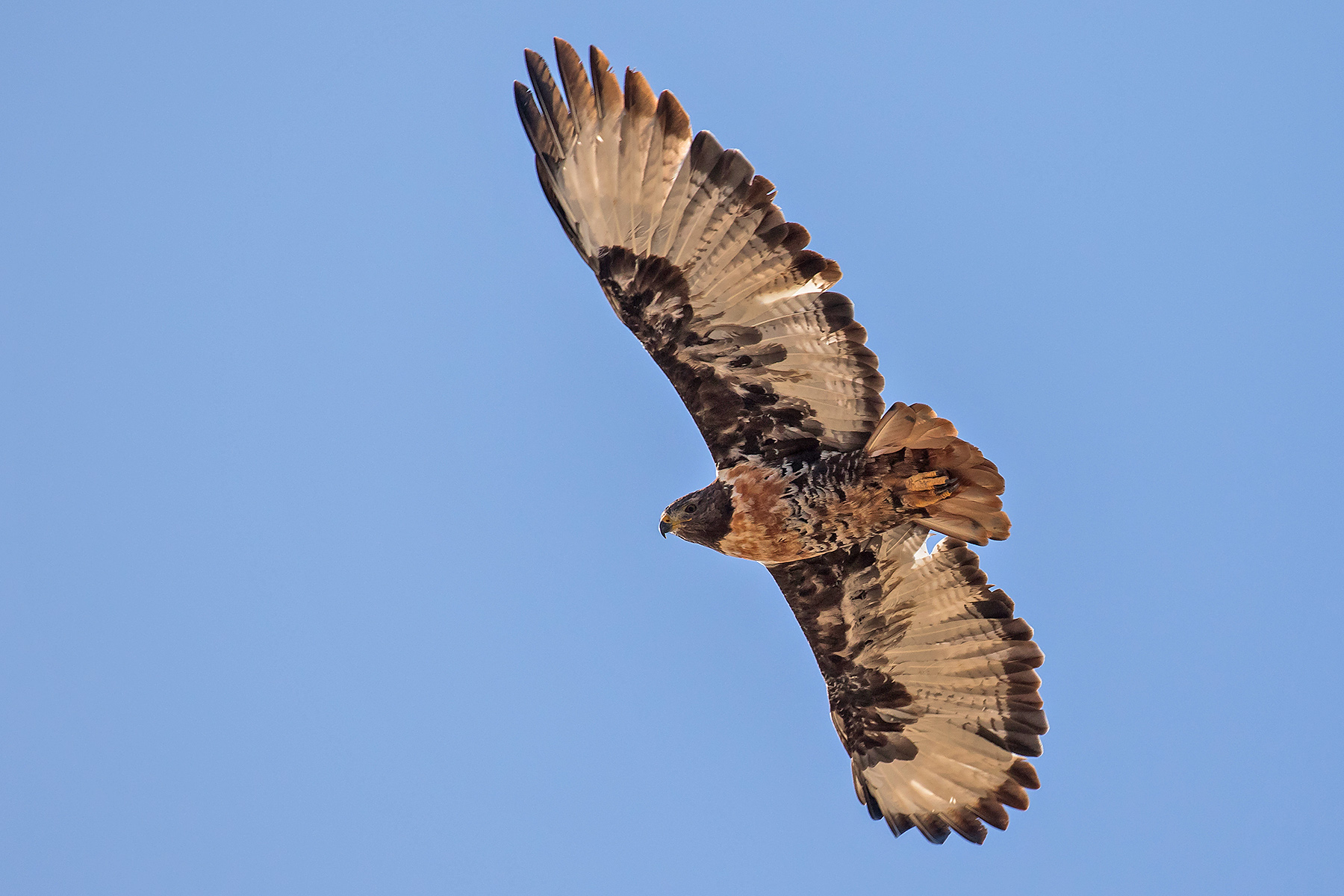 Jackal Buzzard (image by Pete Morris)