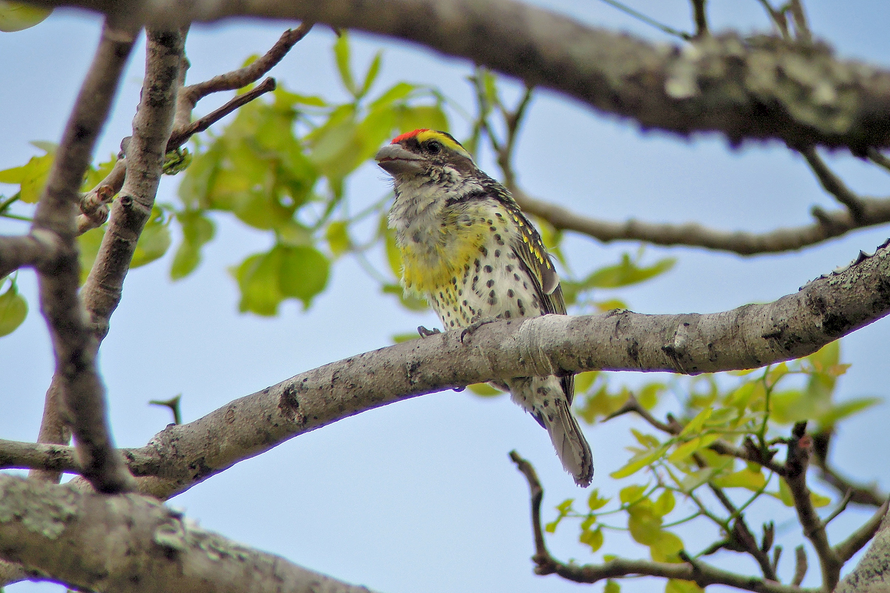 Miombo Pied Barbet (image by Nik Borrow)