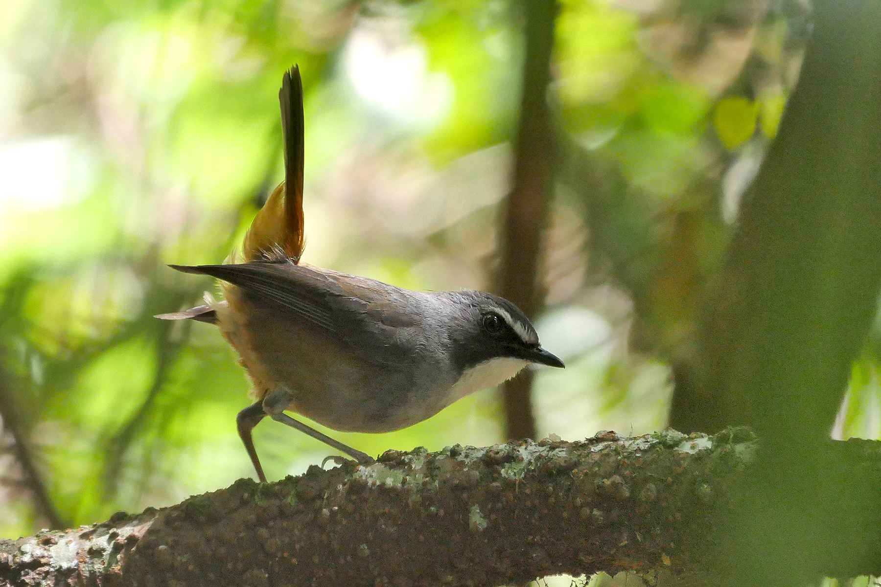 Olive-flanked Ground Robin in Malawi (image by Nik Borrow)