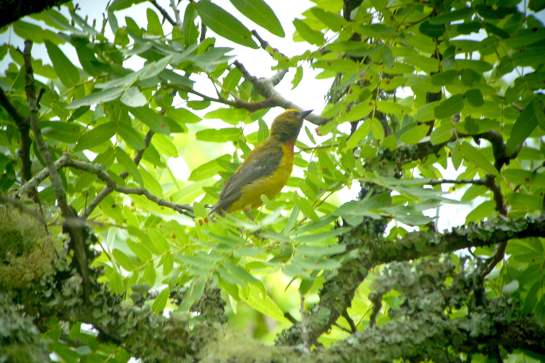 Olive-headed Weaver (image by Nik Borrow)