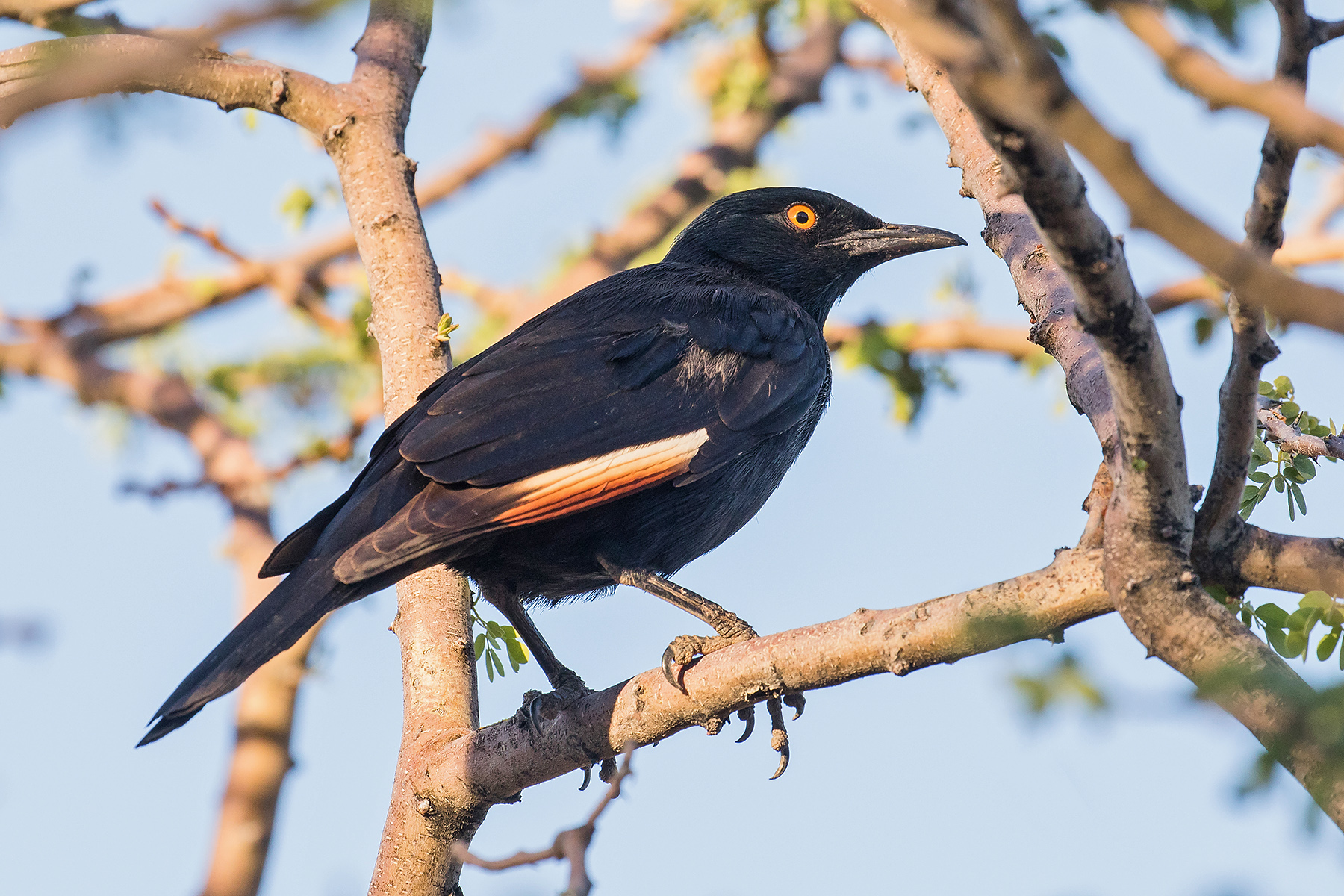 Pale-winged Starling in South Africa (image by Pete Morris)