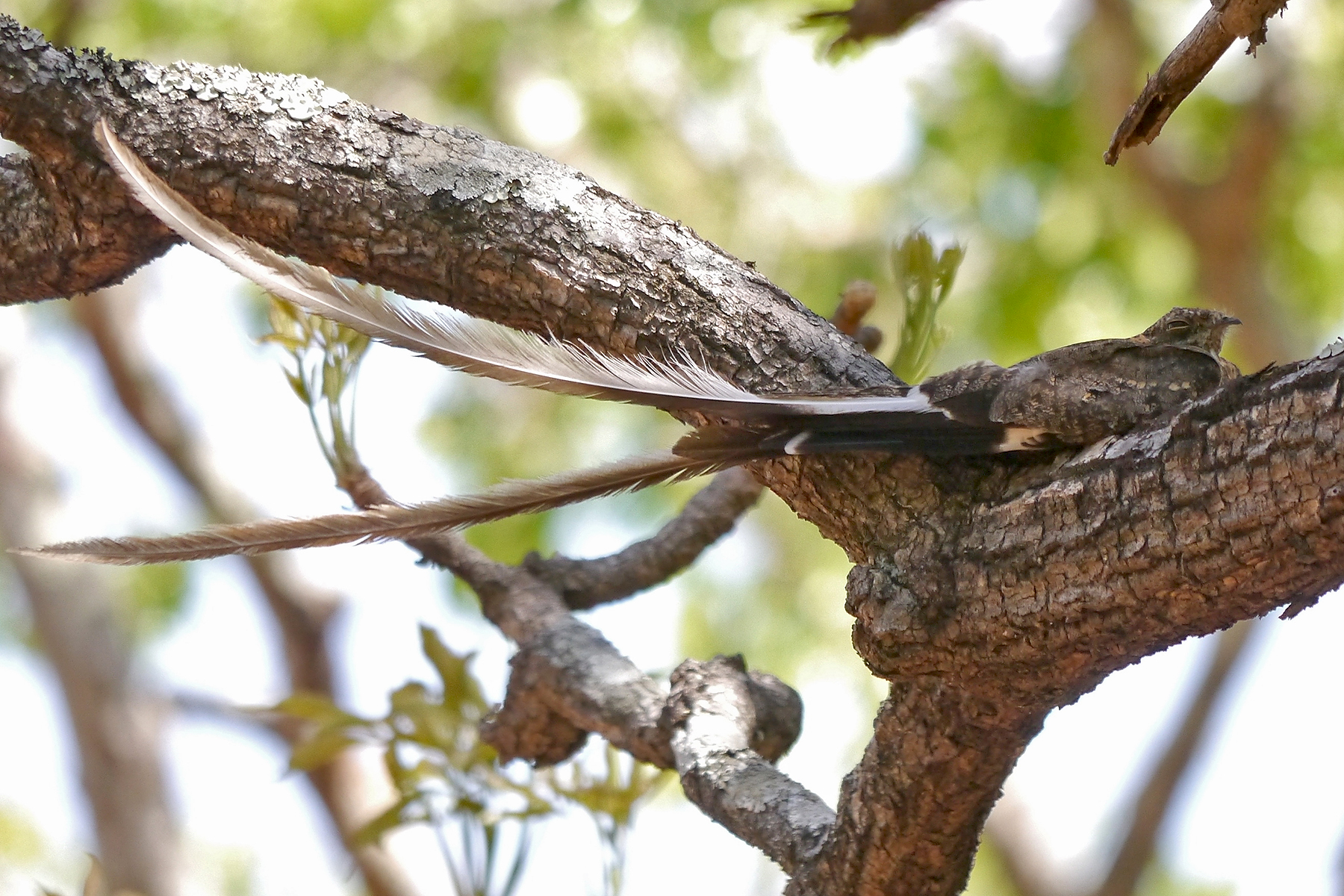 Pennant-winged Nightjar (image by Nik Borrow)