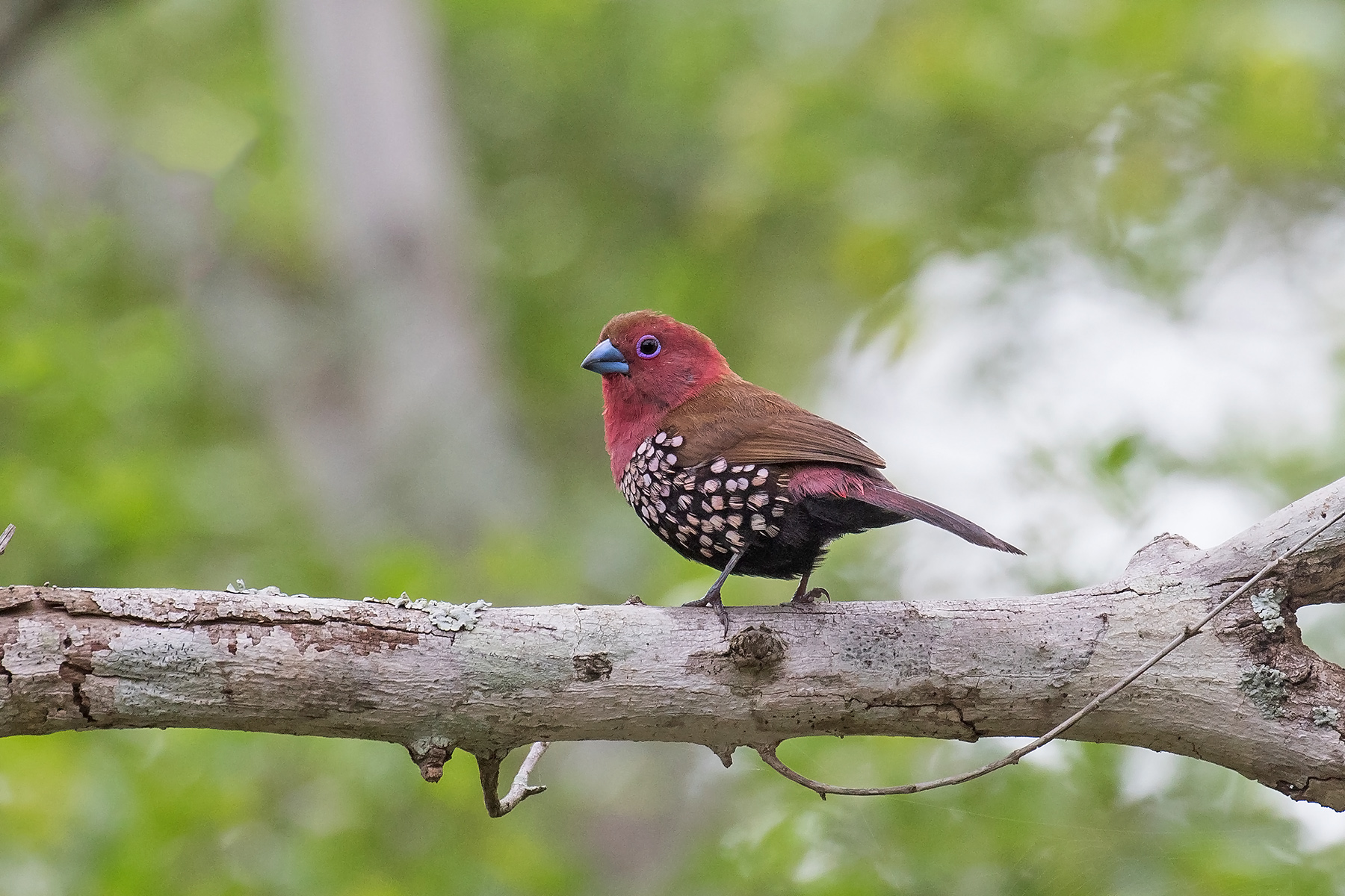 Pink-throated Twinspot (image by Pete Morris)