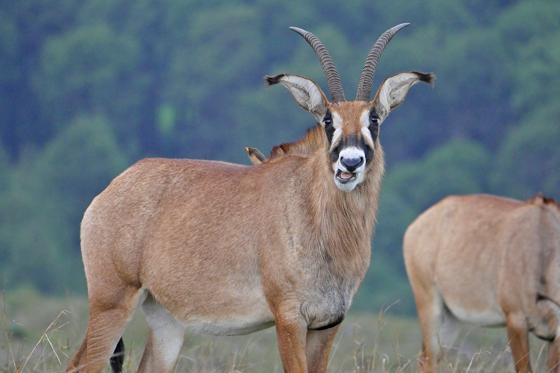 Roan Antelopes (image by Nik Borrow)