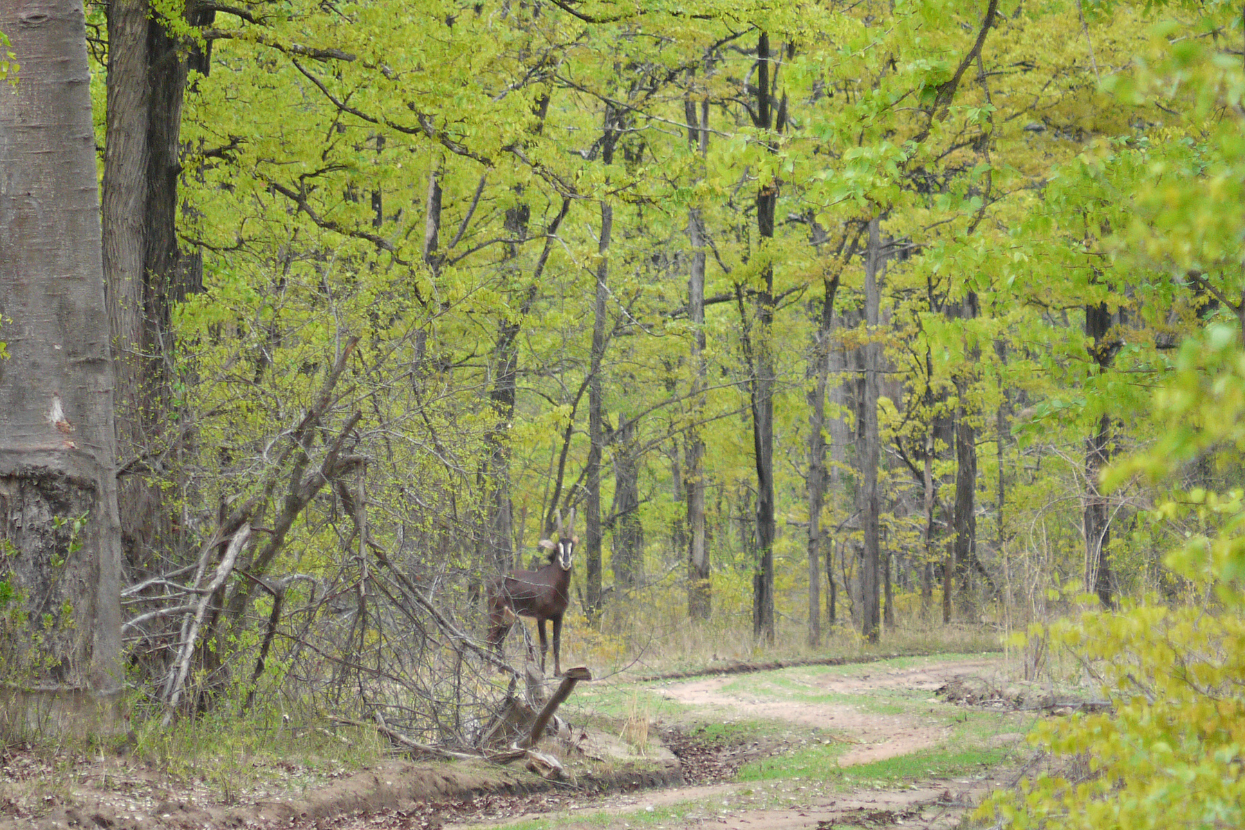 Sable Antelope (image by Nik Borrow)