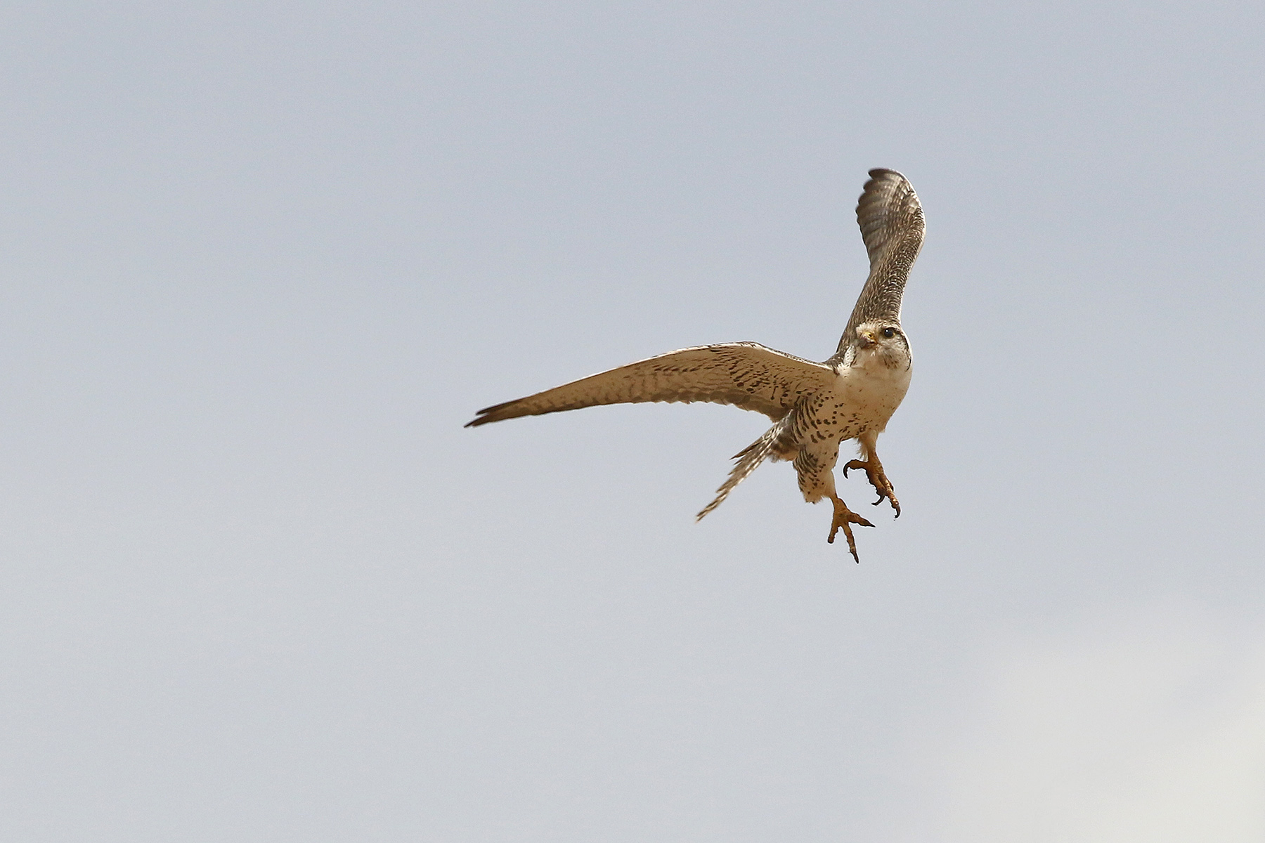 Saker Falcon (image by János Oláh)