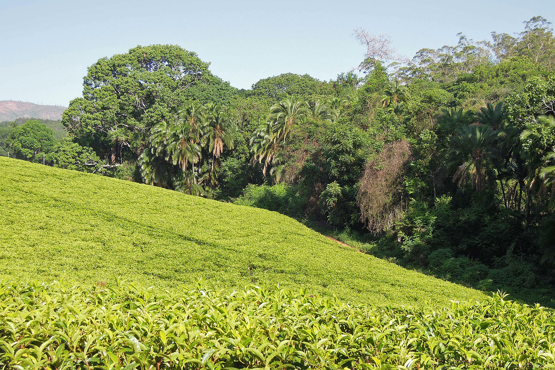 Satemwa Tea Estate in Malawi (image by Nik Borrow)
