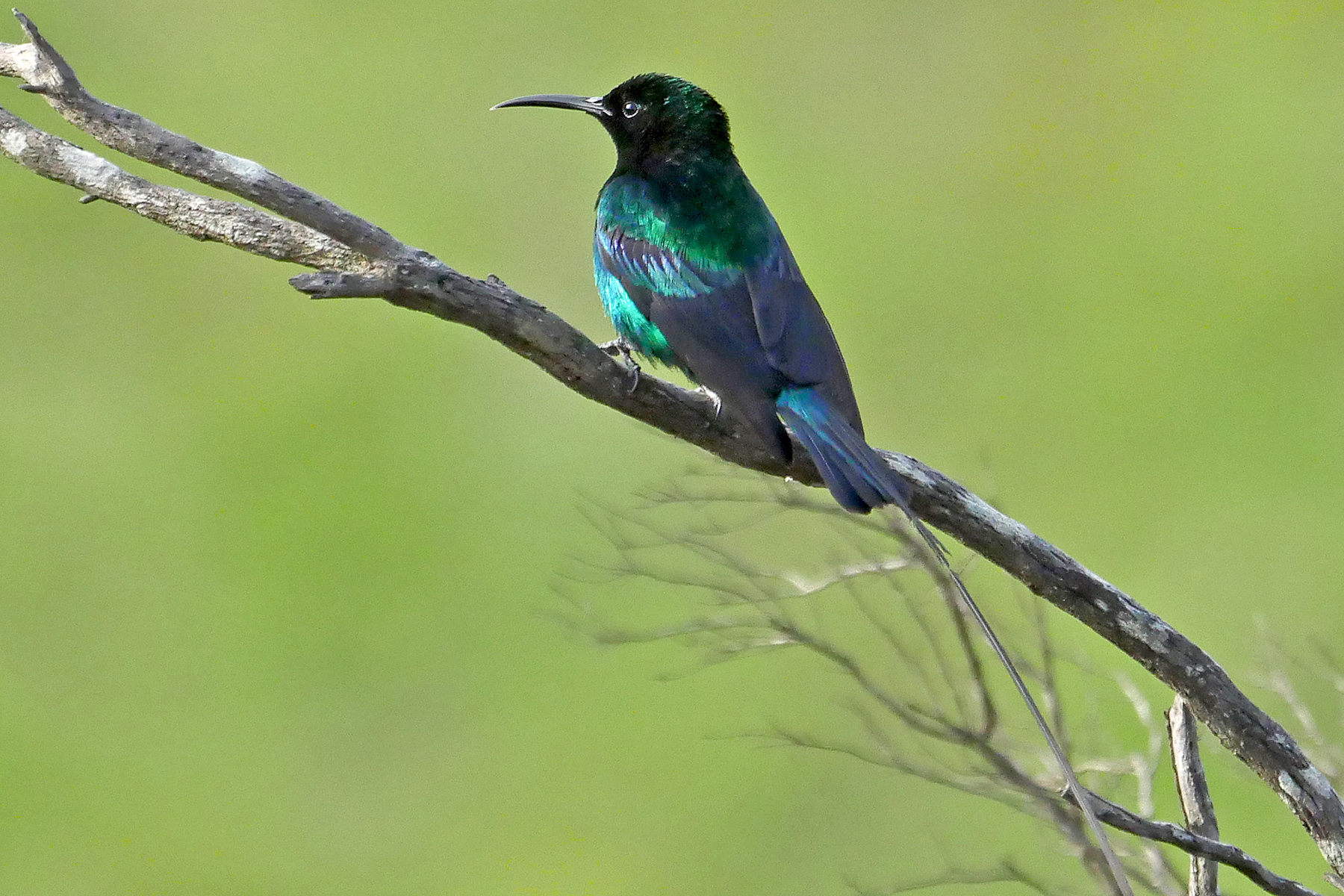 Scarlet-tufted Sunbird (image by Nik Borrow)
