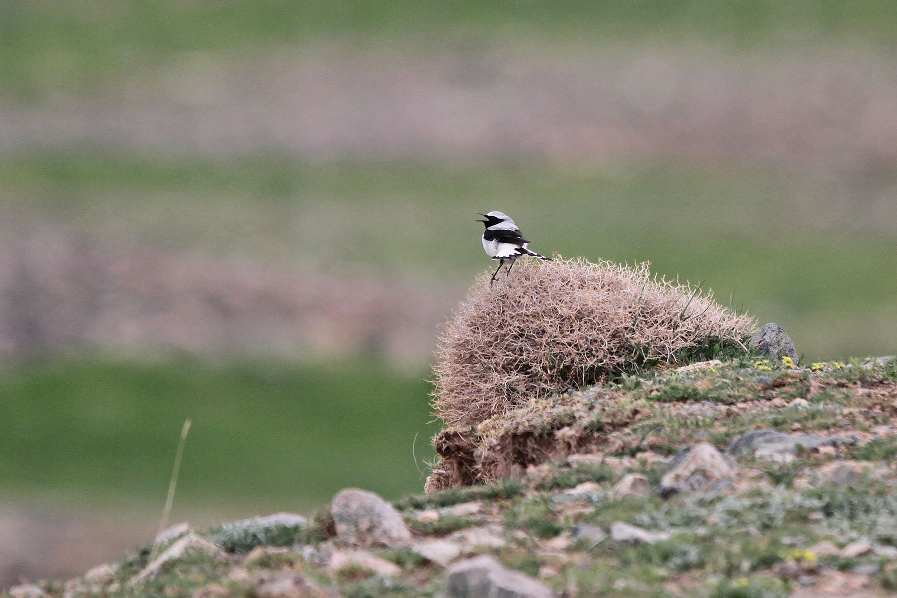 Seebohm's Wheatear on our Morocco birding tour (image by Chris Kehoe)