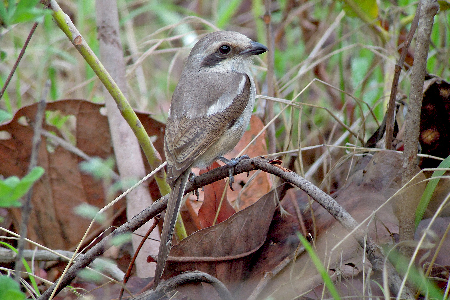 Sousa's Shrike (image by Nik Borrow)