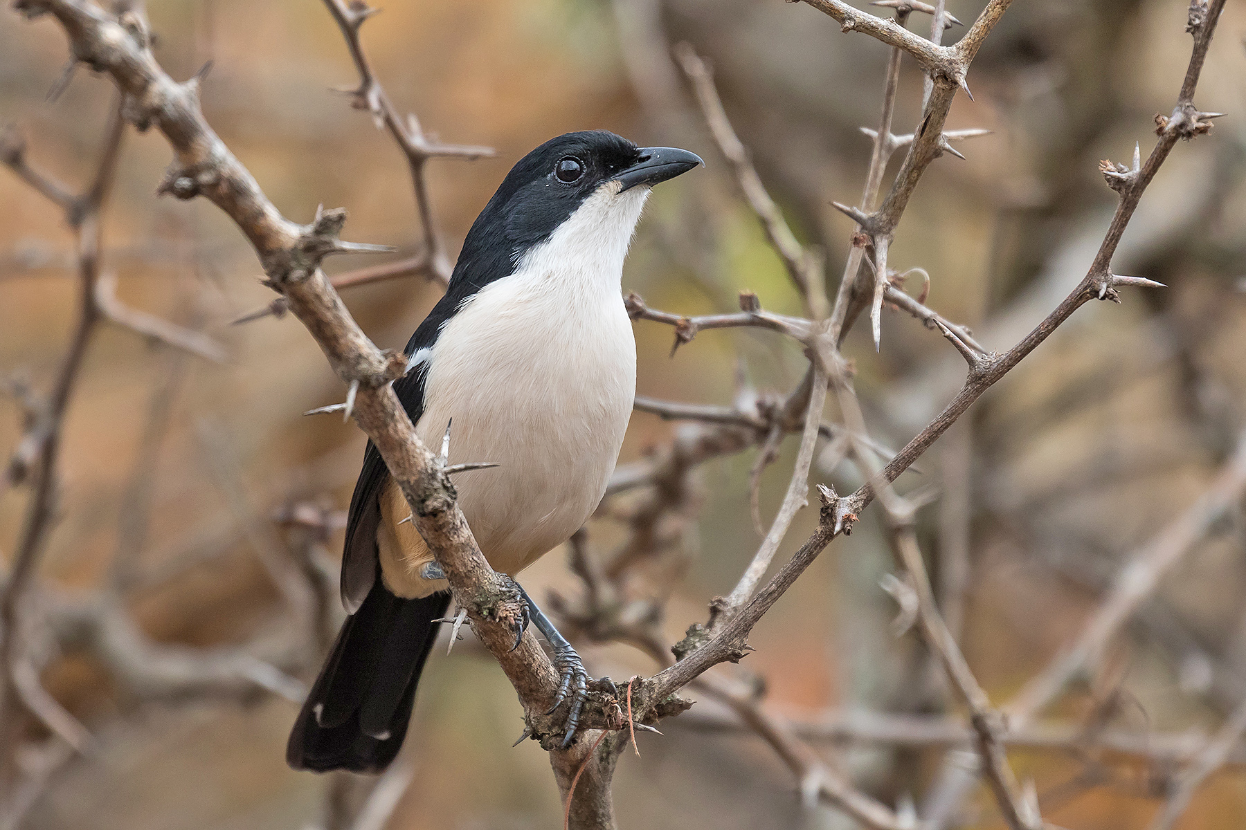 Southern Boubou in South Africa (image by Pete Morris)