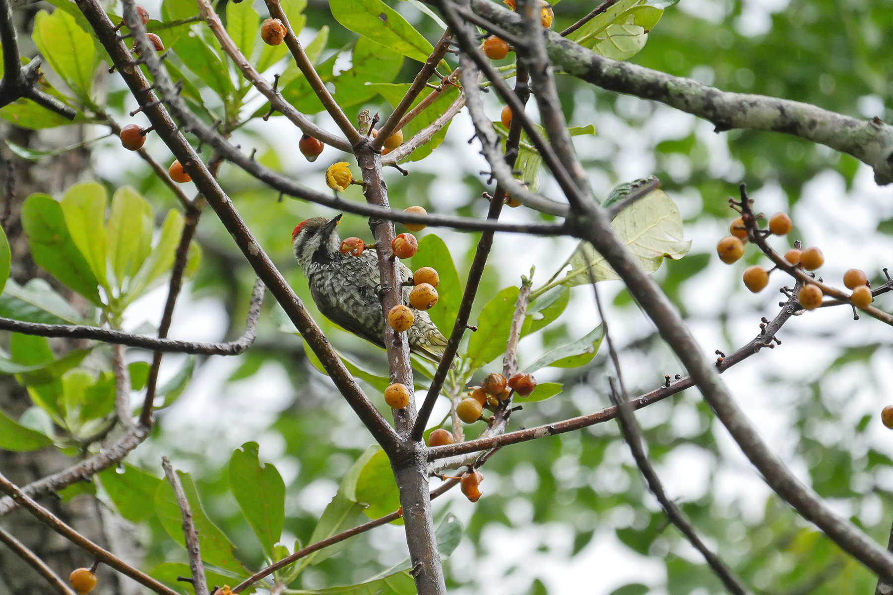 Stierling's Woodpecker in Malawi (image by Nik Borrow)