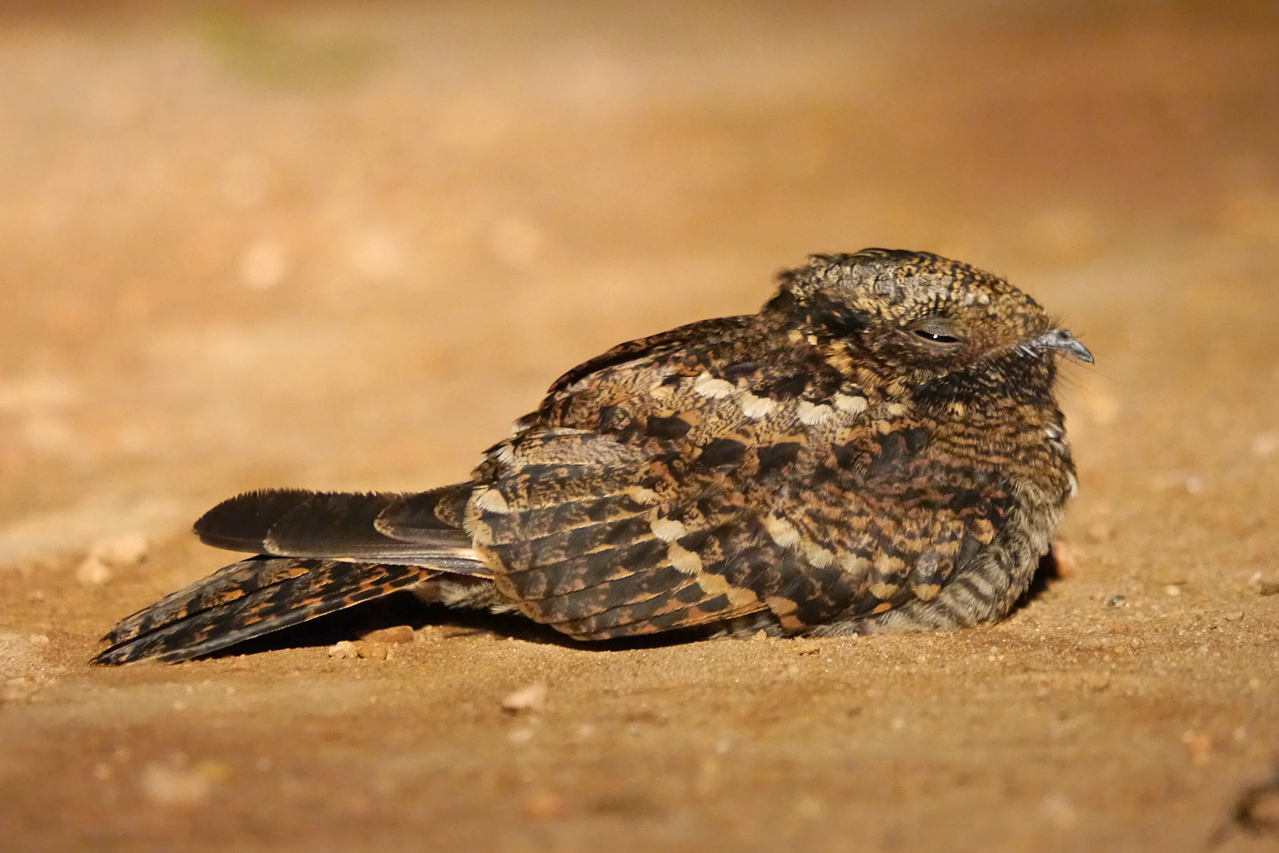 'Usambara' Rwenzori Nightjar in Malawi (image by Nik Borrow)