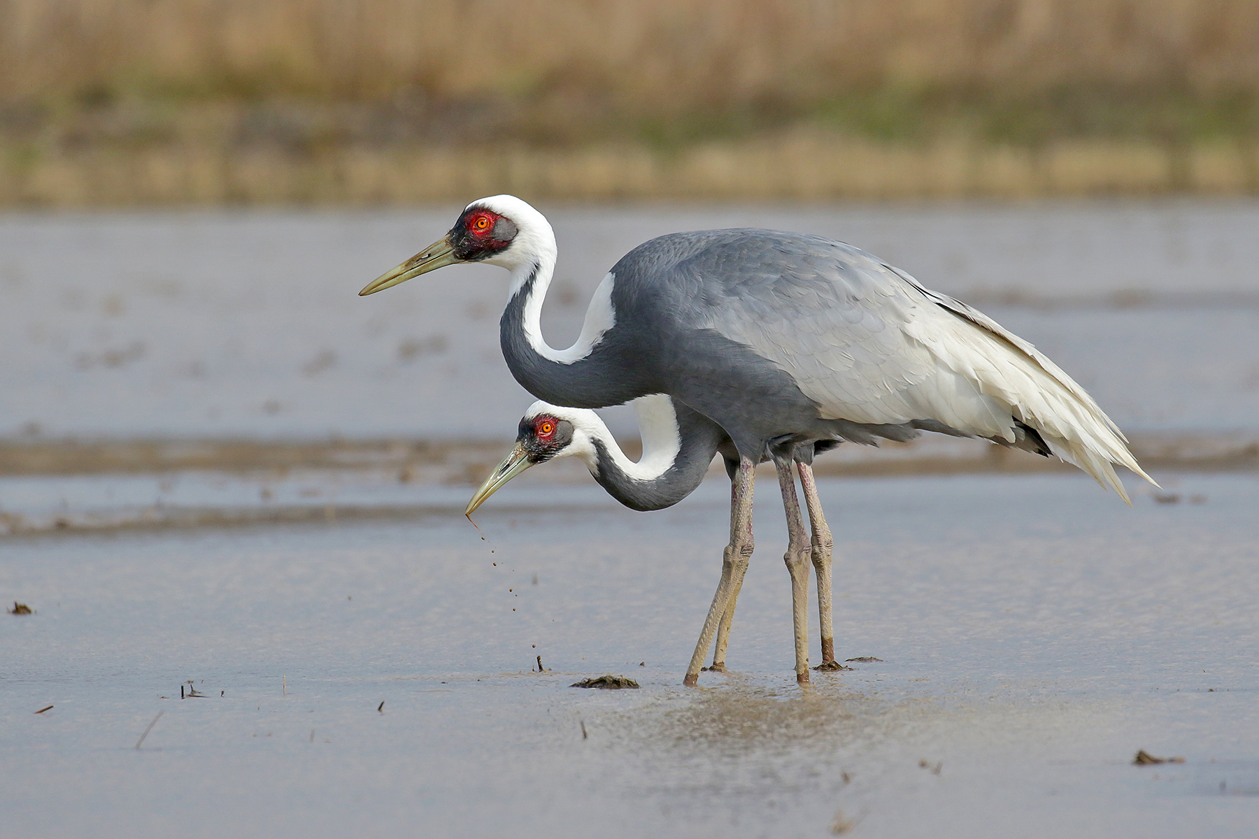 White-naped Cranes in Japan (image by Pete Morris)