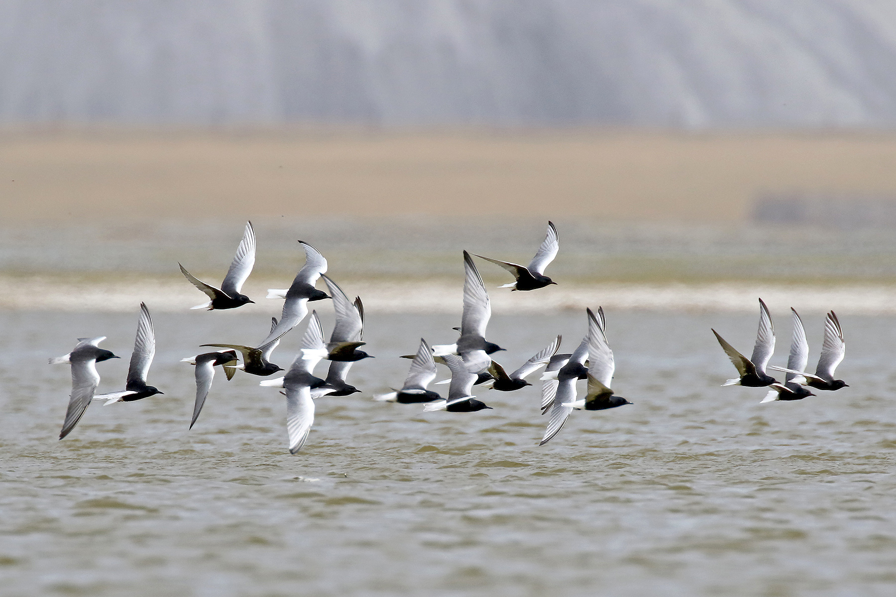 White-winged Terns (image by János Oláh)