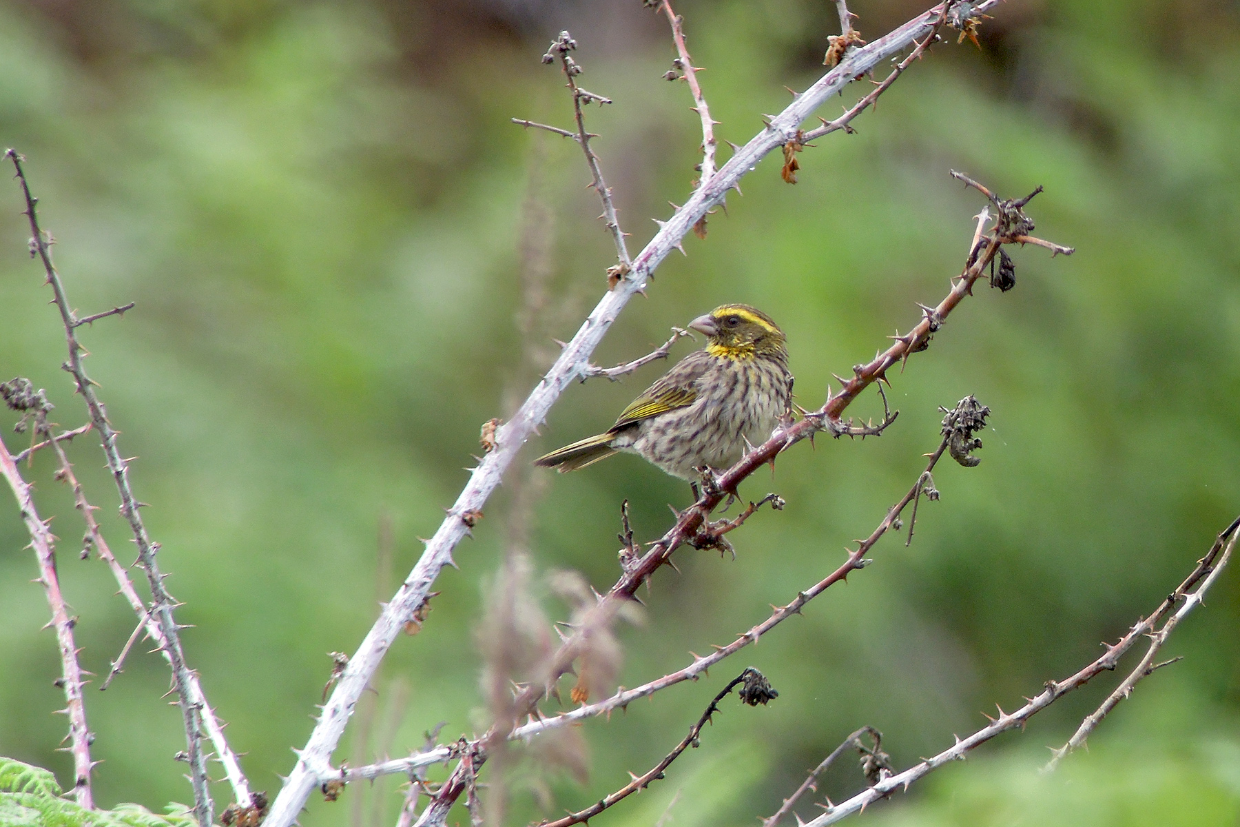 Yellow-browed Seedeater (image by Nik Borrow)