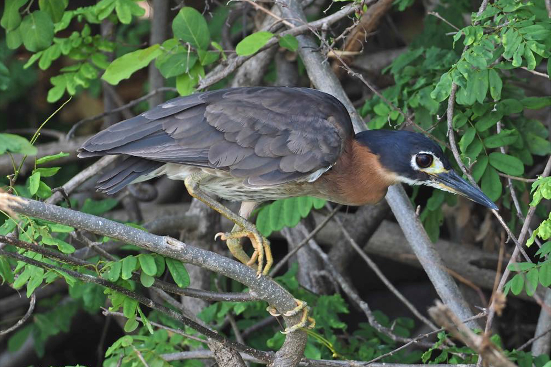 White-backed Night Heron on our Malawi birding tour (image by Nik Borrow)