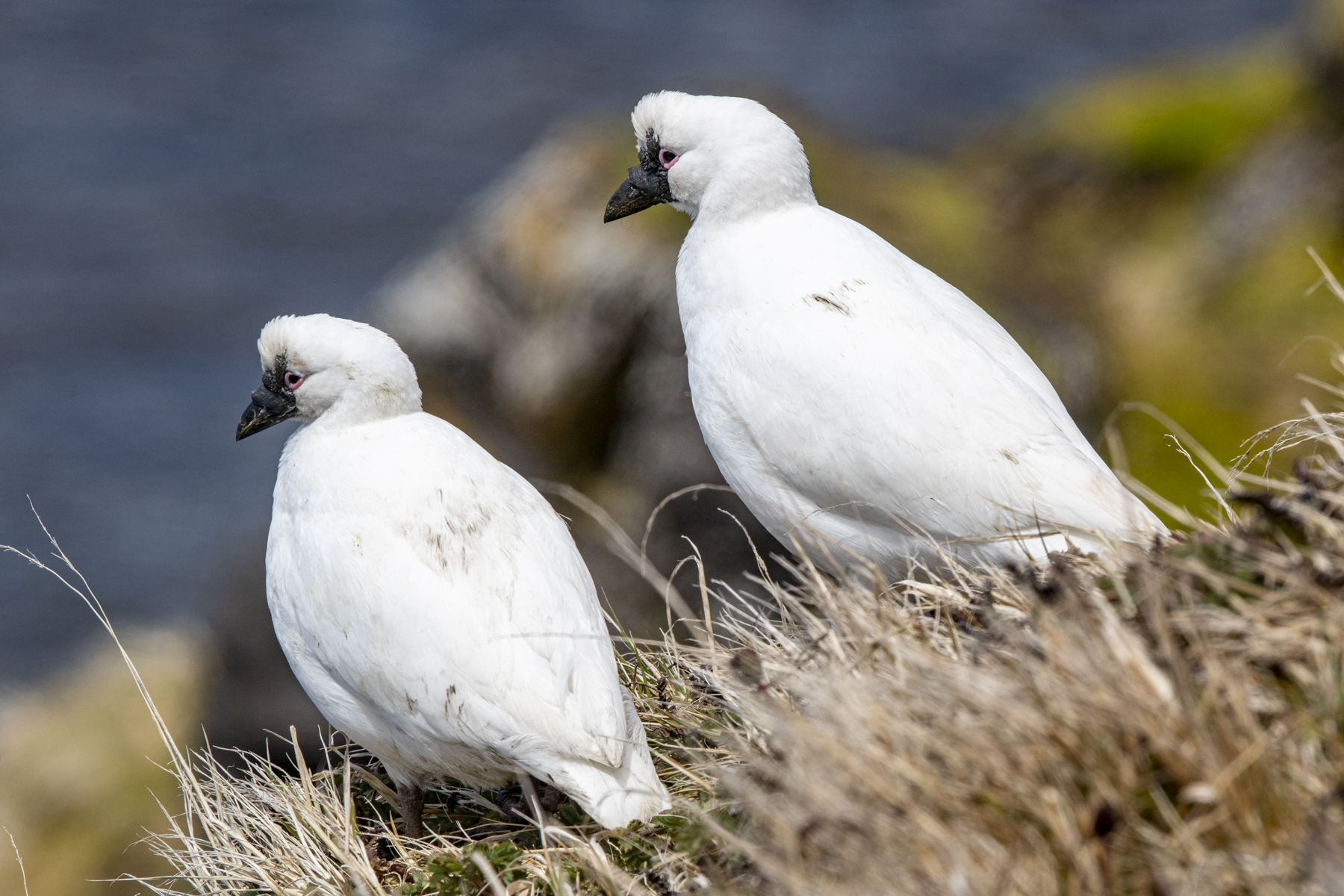 Black-faced Sheathbills in the Crozet Islands, French Subantarctic Territory of the southern Indian Ocean (image by Mark Beaman)