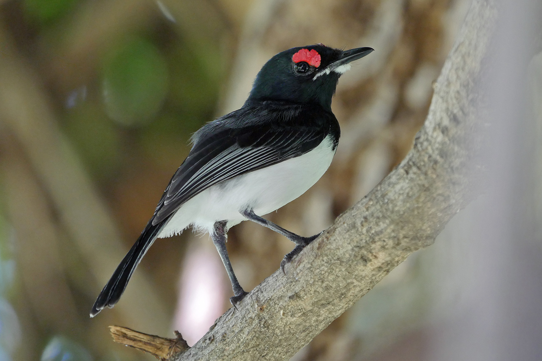 Black-throated Wattle-eye (image by Nik Borrow)