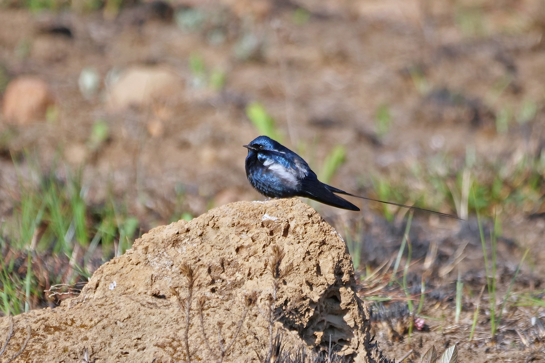 Blue Swallow (image by Nik Borrow)