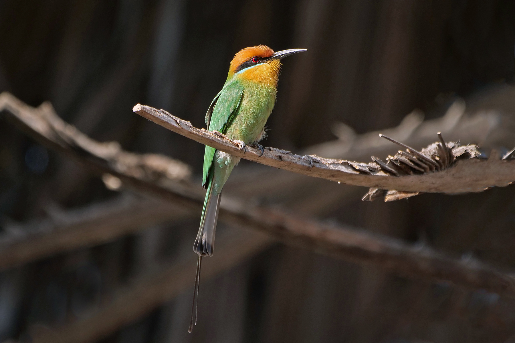 Böhm's Bee-eater (image by Nik Borrow)