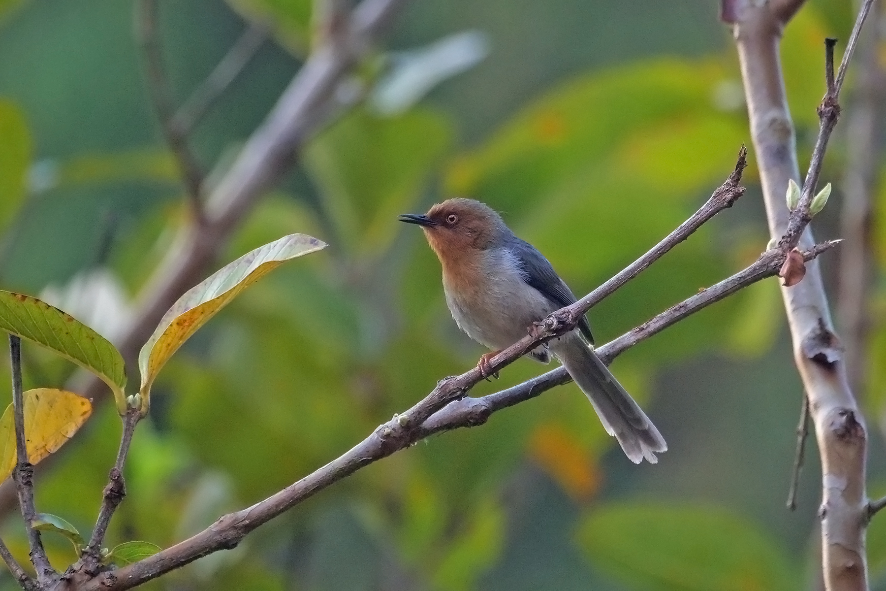 Chapin's Apalis (image by Nik Borrow)