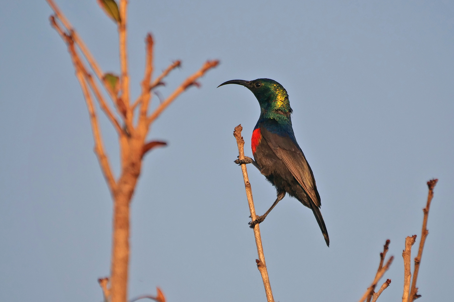 Shelley's Sunbird (image by Nik Borrow)
