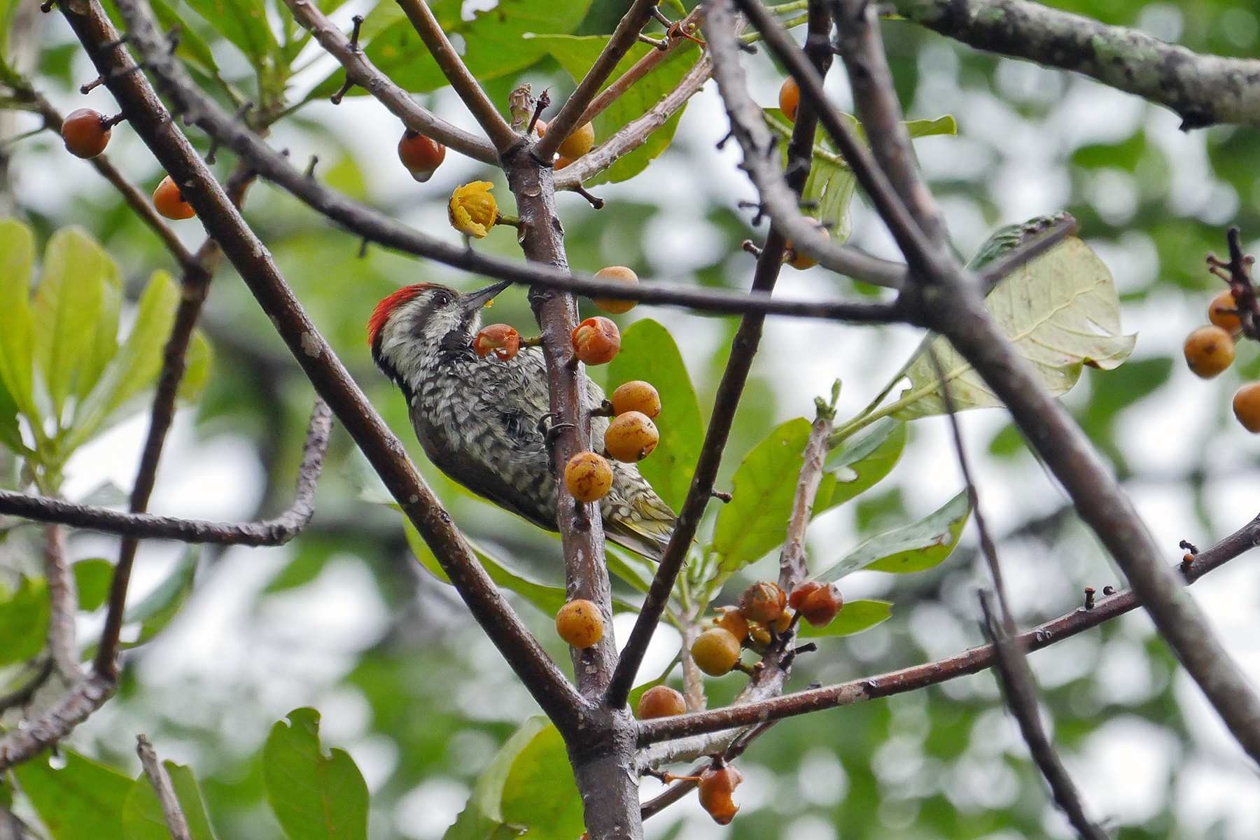 Stierling's Woodpecker (image by Nik Borrow)