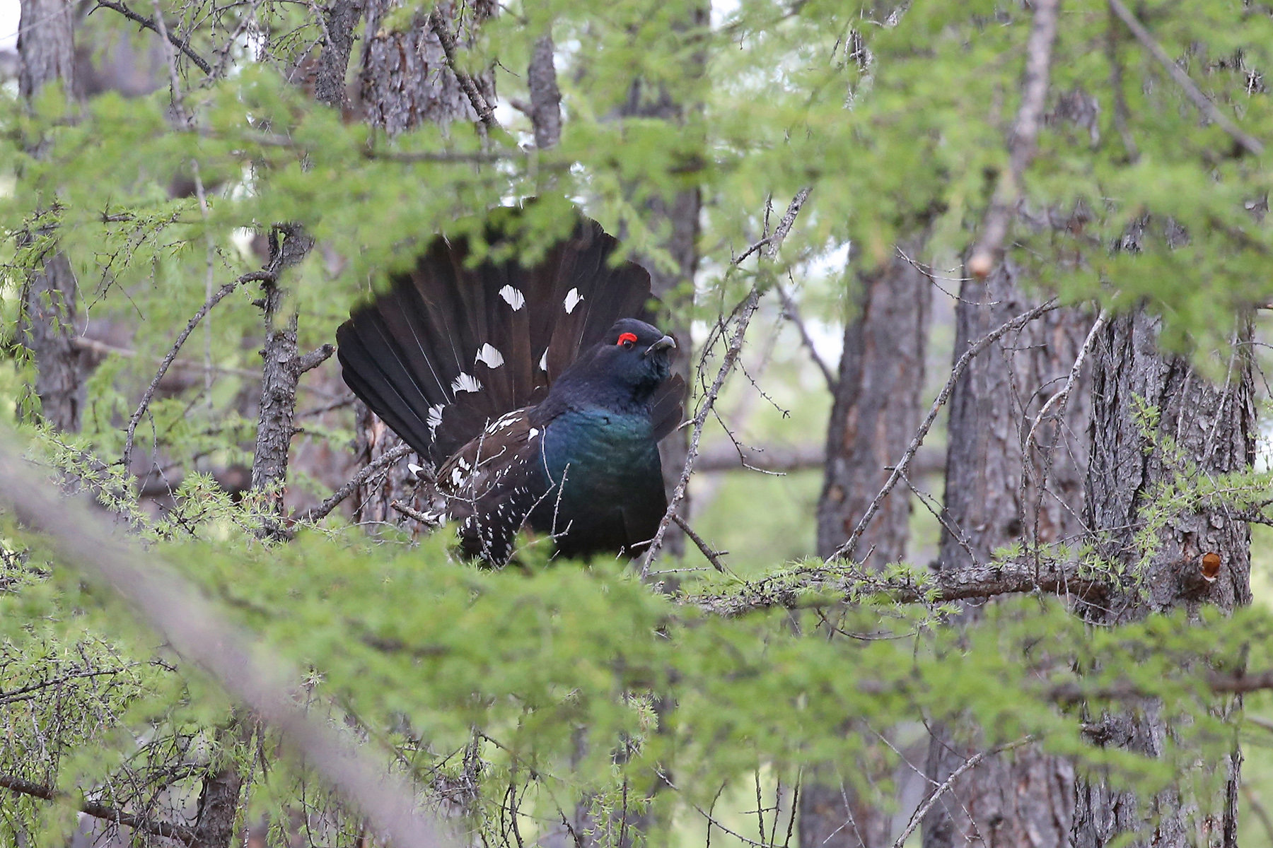 Black-billed Capercaillie (image by János Oláh)