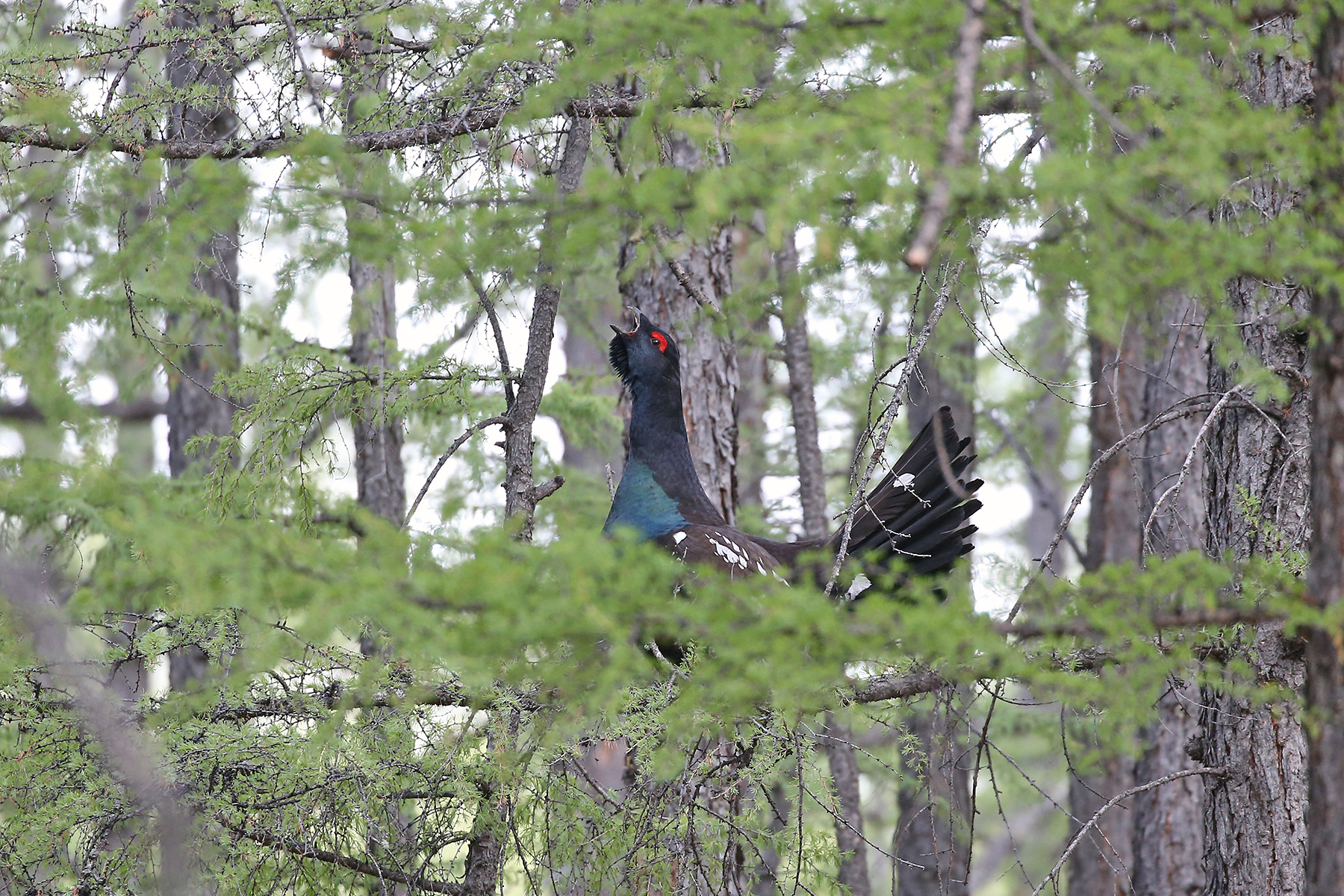 Black-billed Capercaillie (image by János Oláh)