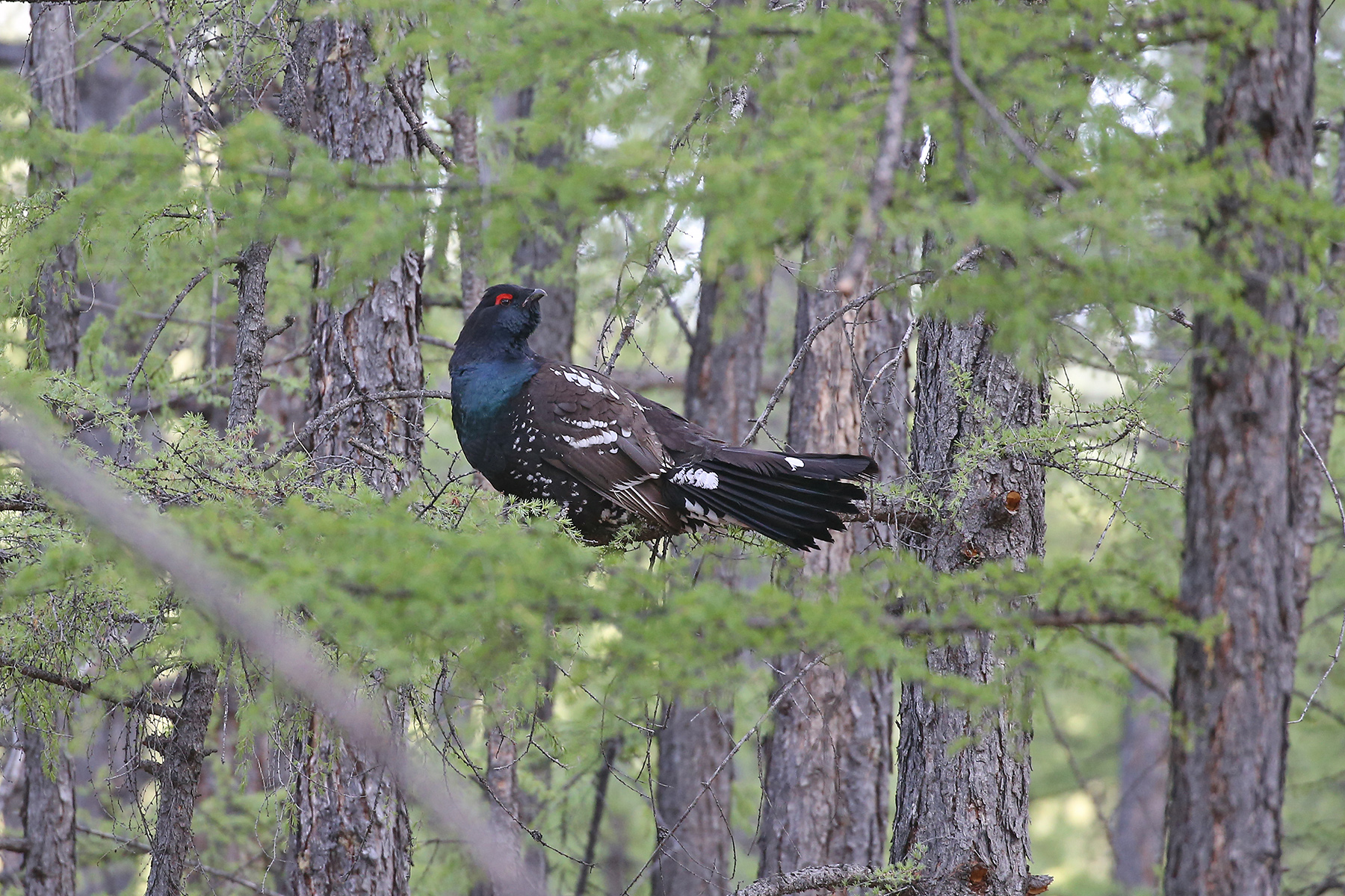 Black-billed Capercaillie (image by János Oláh)