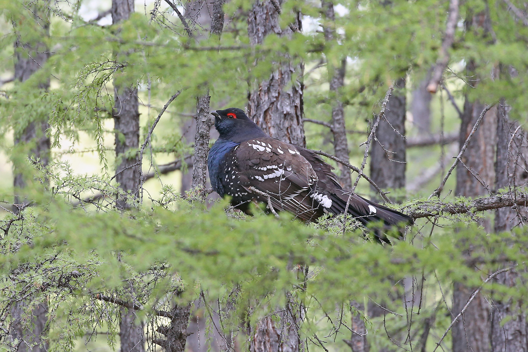 Black-billed Capercaillie (image by János Oláh)