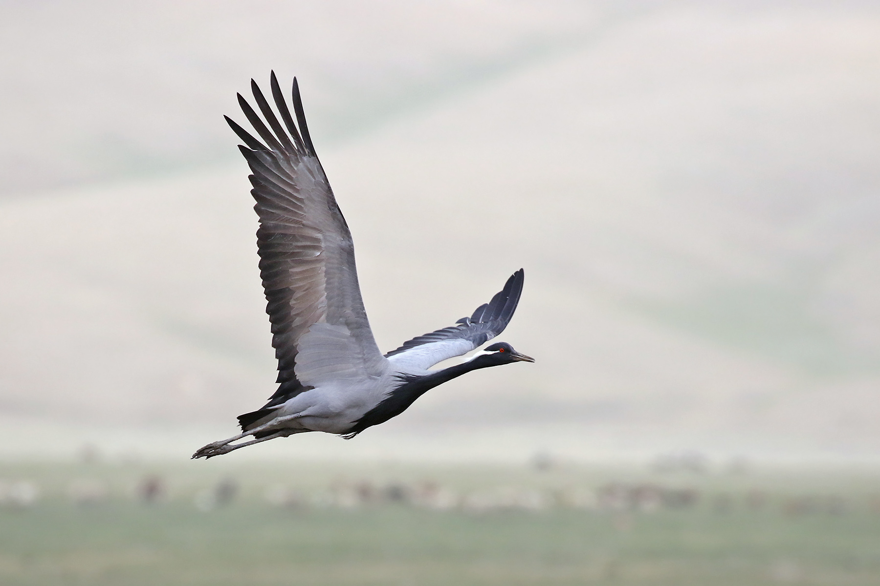 Demoiselle Crane (image by János Oláh)