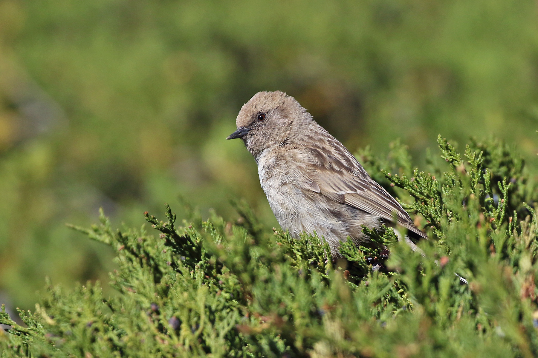 Kozlov's or Mongolian Accentor (image by János Oláh)